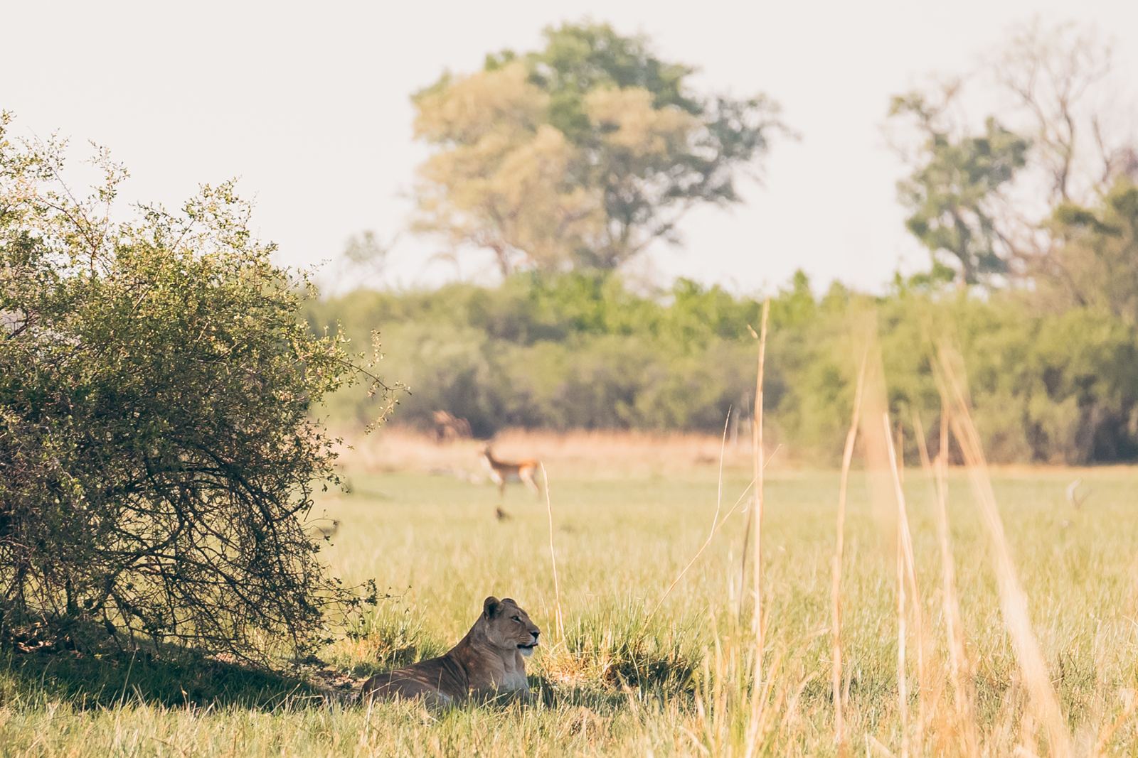Karangoma en Delta Okavango