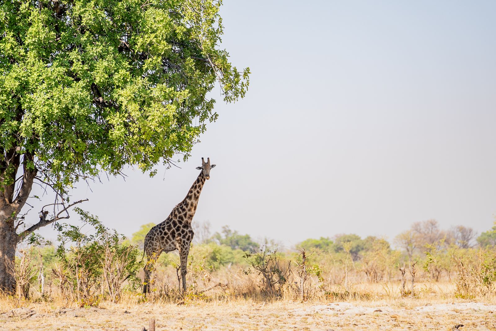 Karangoma en Delta Okavango