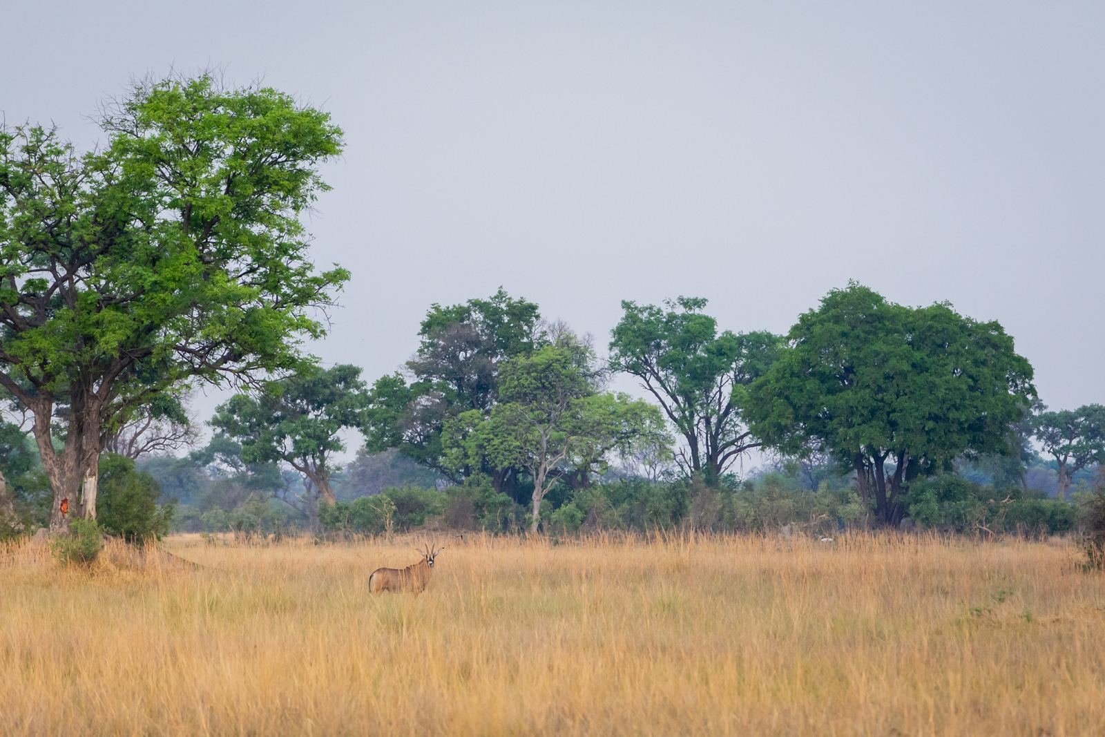 Karangoma en Delta Okavango