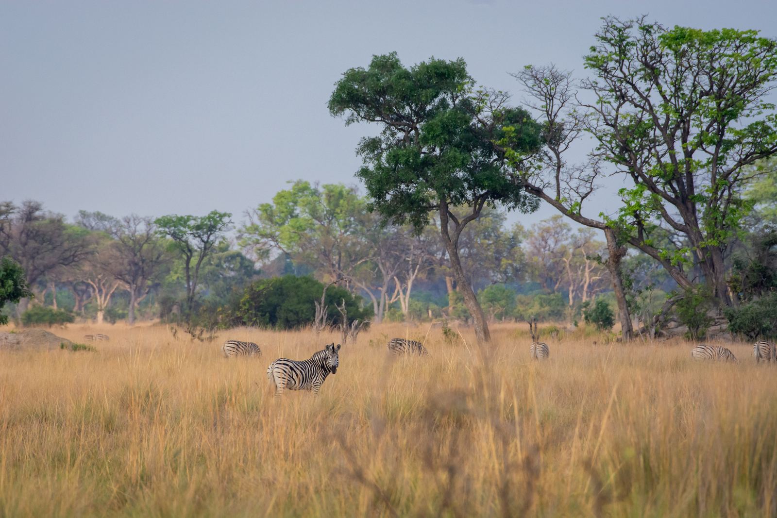 Karangoma en Delta Okavango
