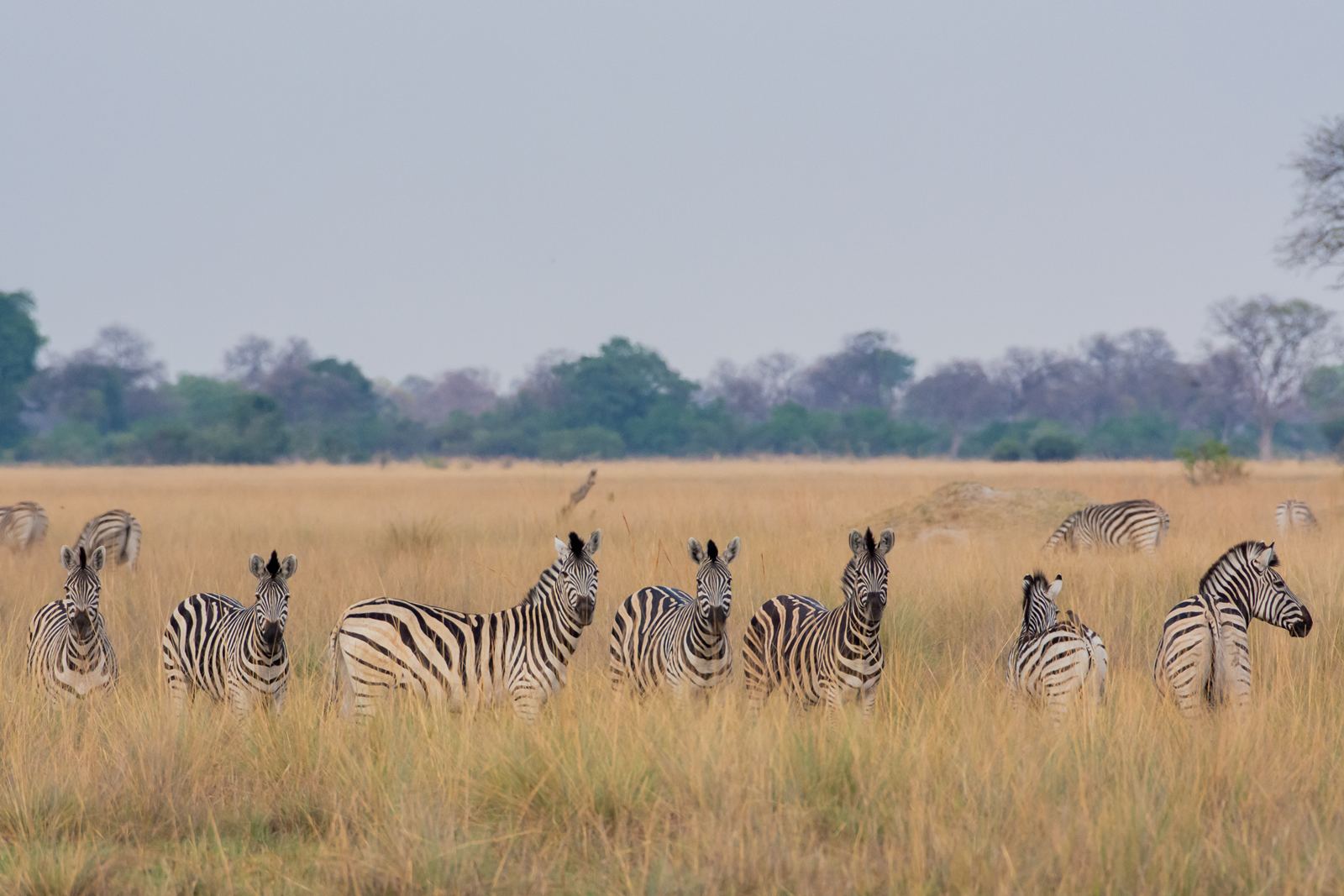 Karangoma en Delta Okavango
