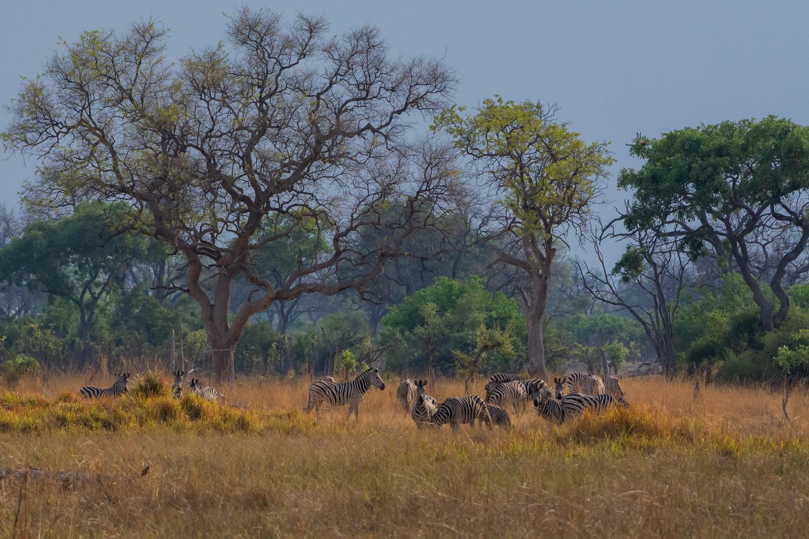 Karangoma en Delta Okavango