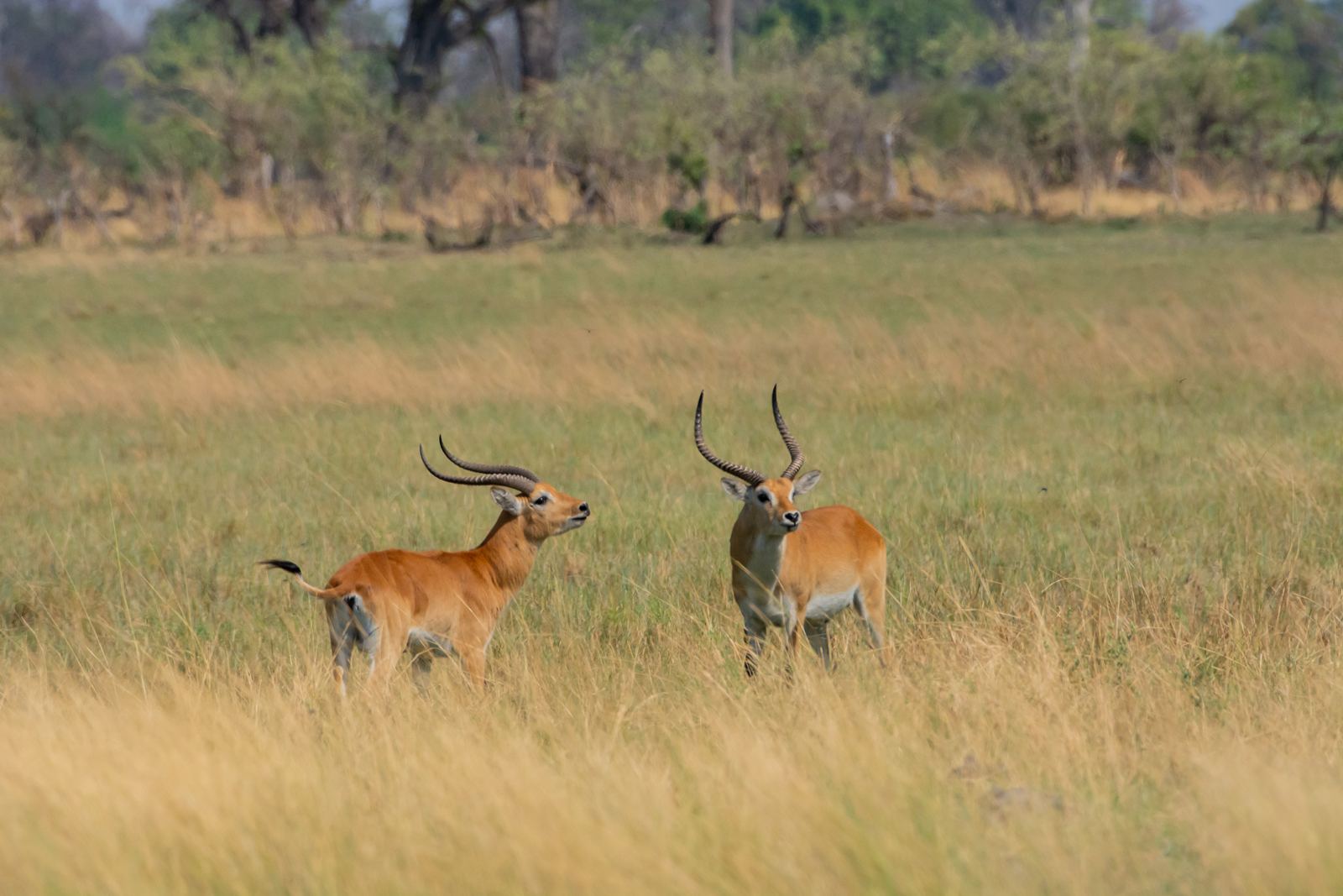 Karangoma en Delta Okavango