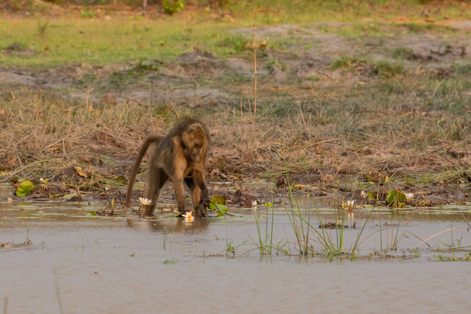 Karangoma en Delta Okavango