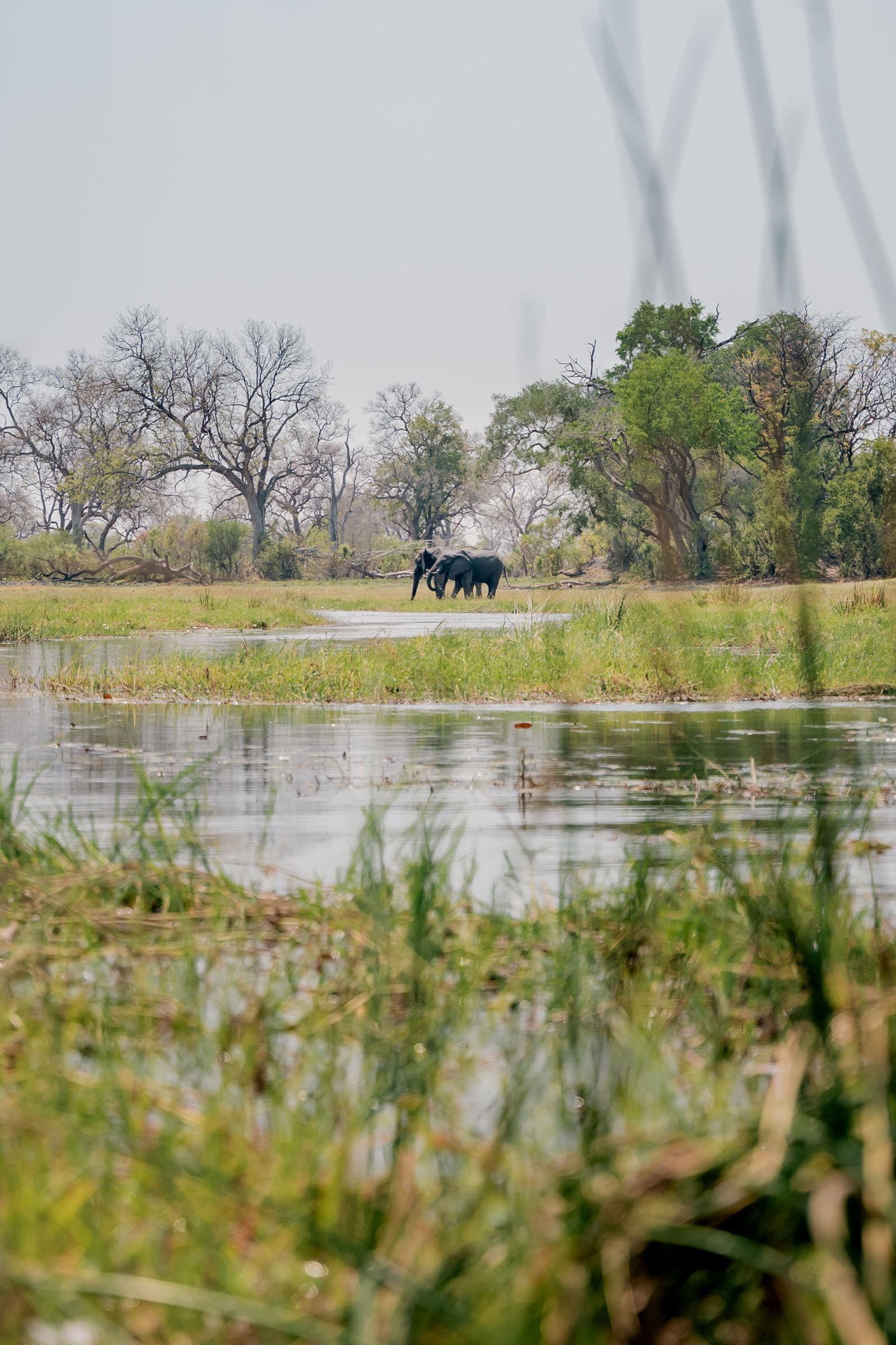 Karangoma en Delta Okavango