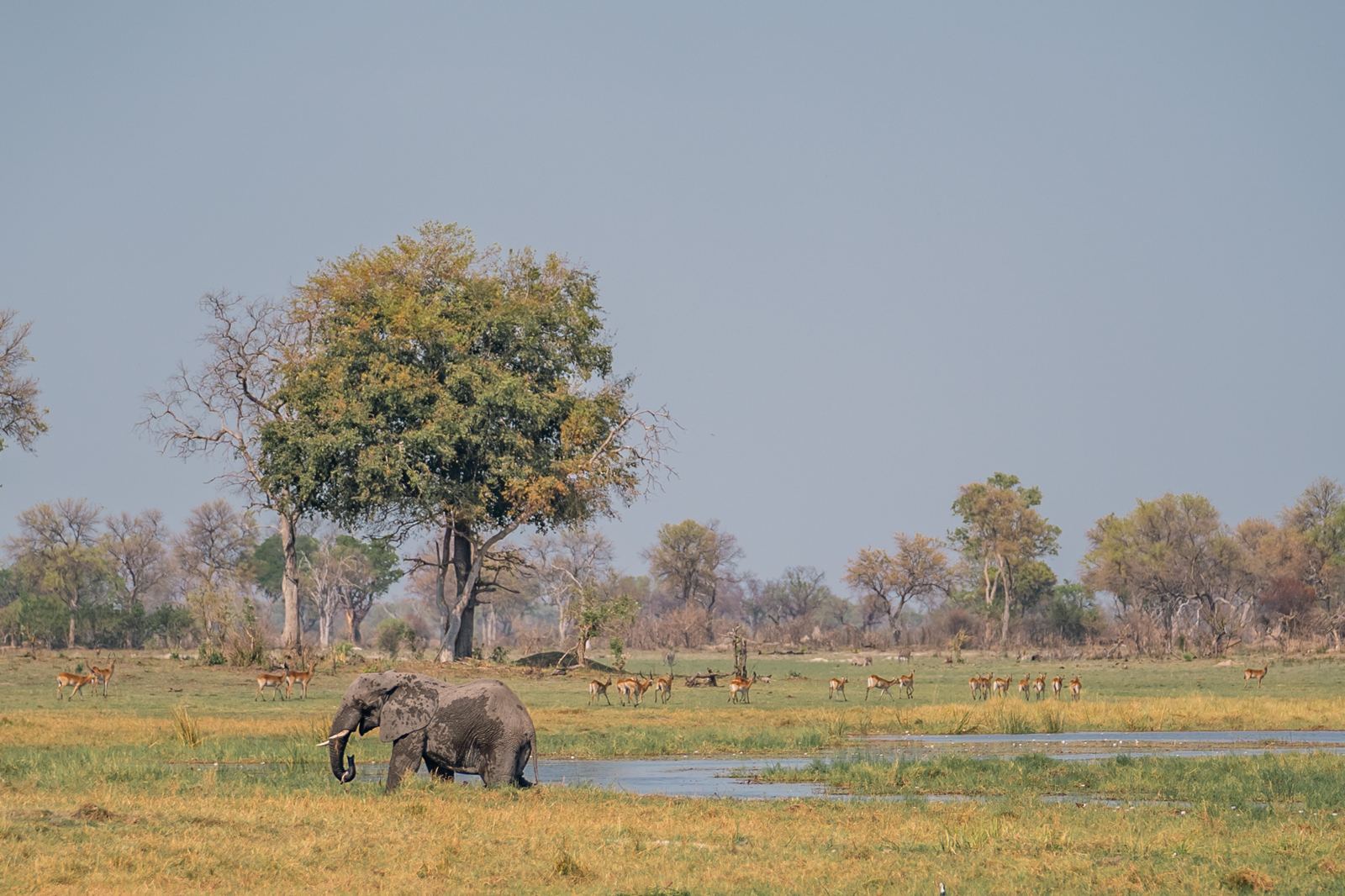 Karangoma en Delta Okavango