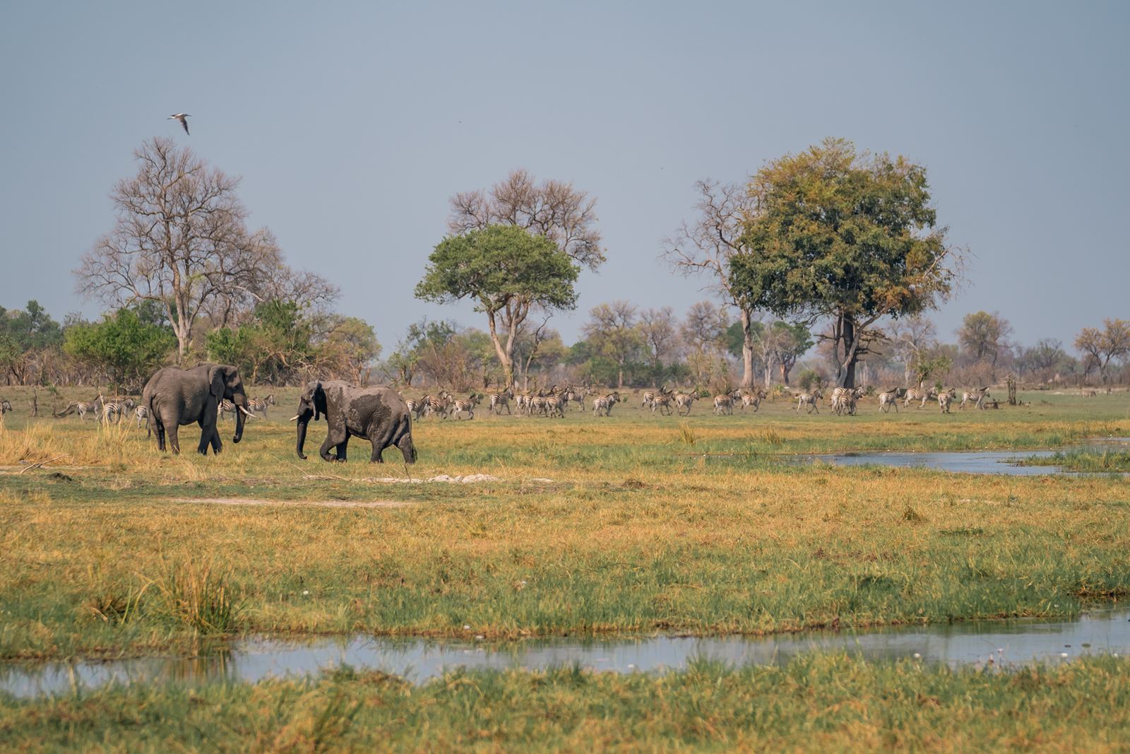Karangoma en Delta Okavango