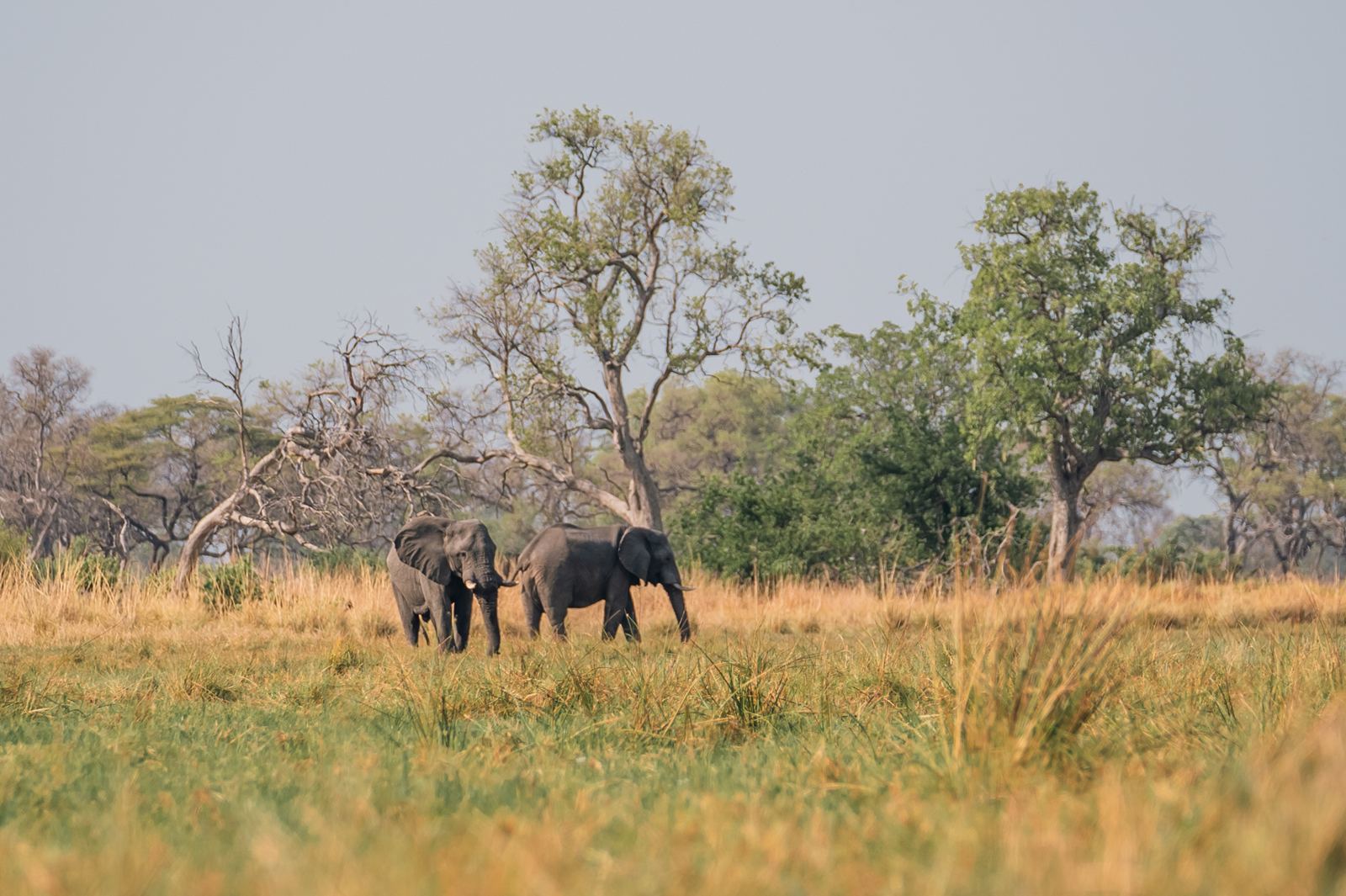 Karangoma en Delta Okavango