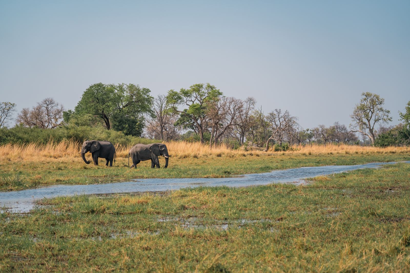 Karangoma en Delta Okavango
