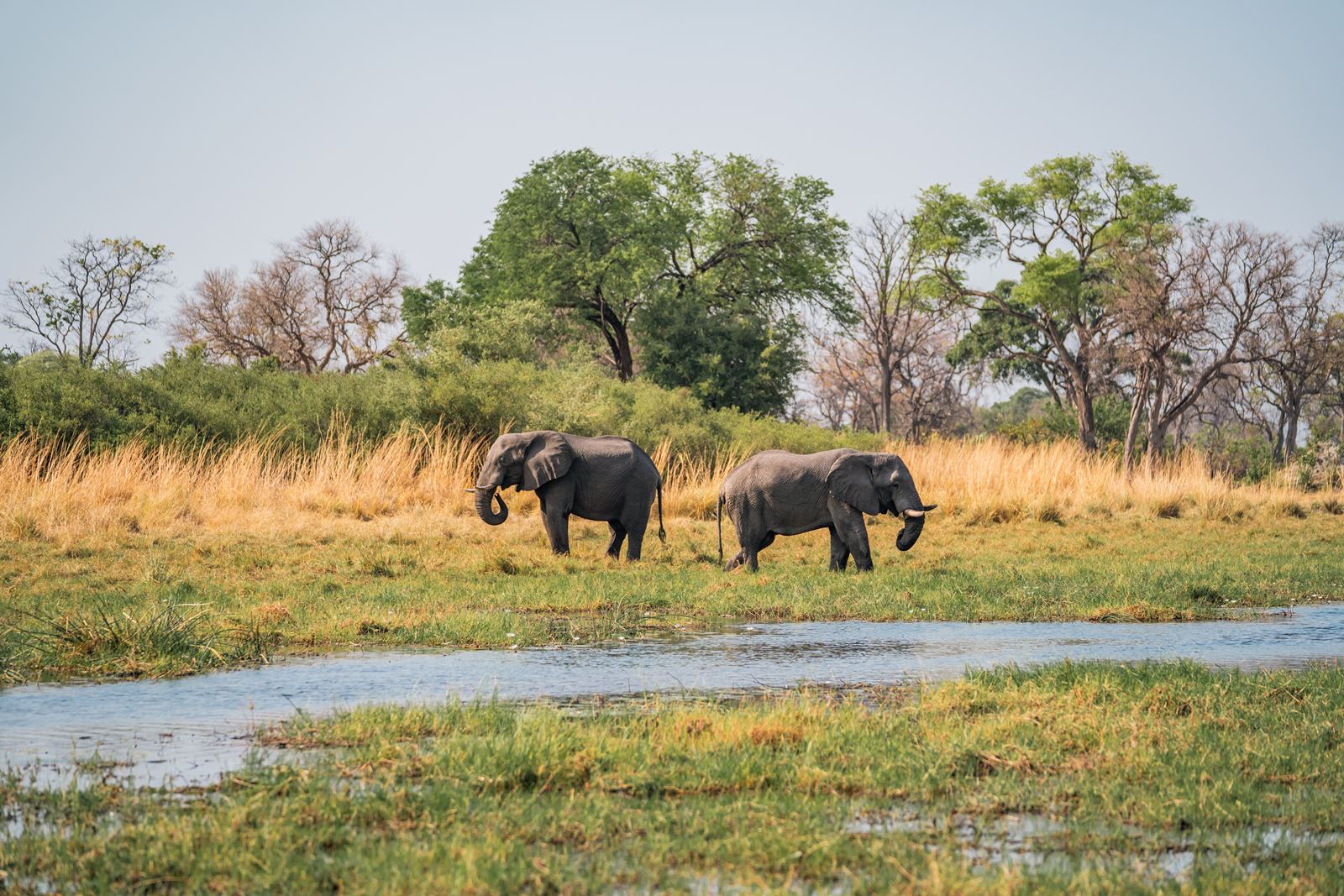 Karangoma en Delta Okavango