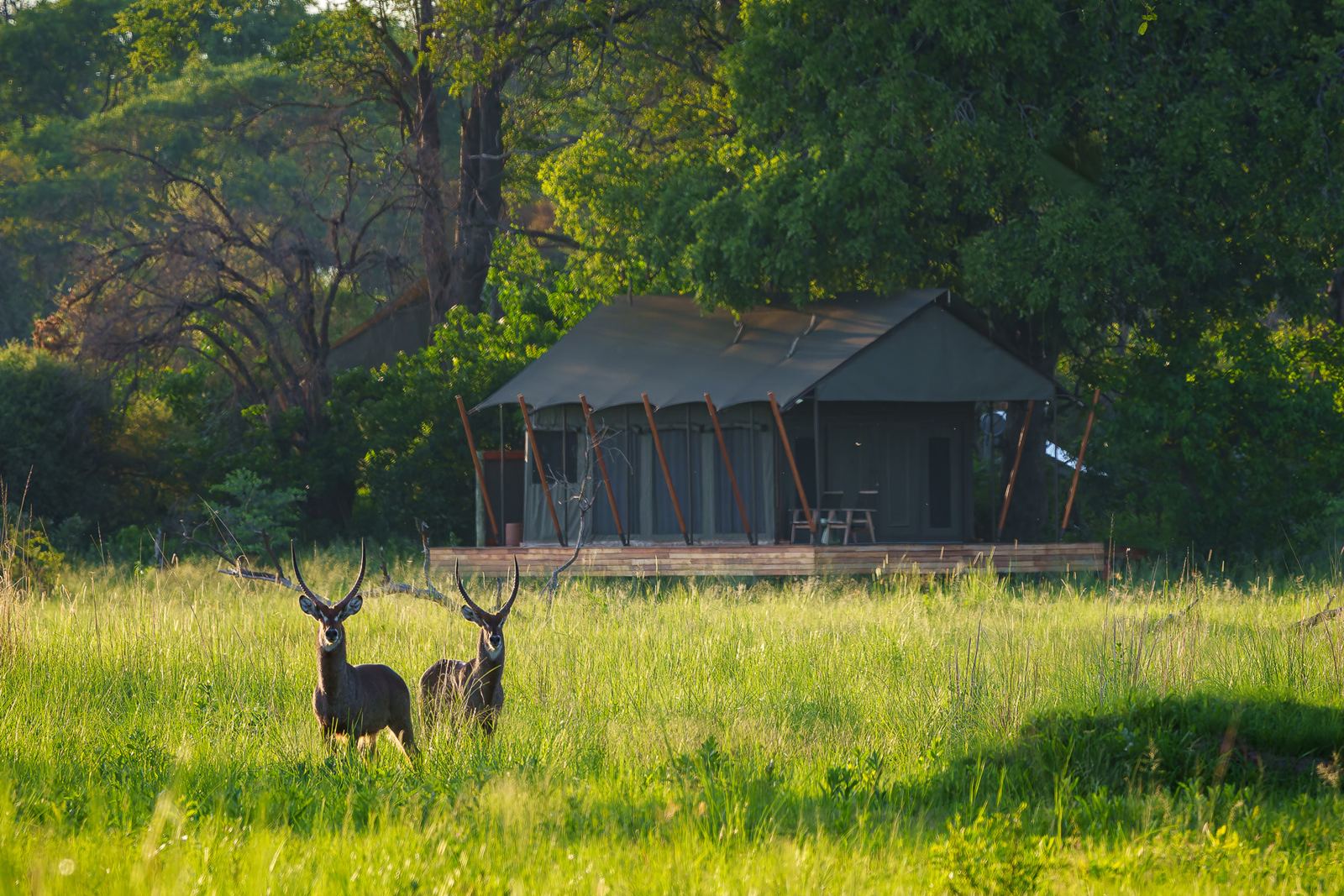 Karangoma en Delta Okavango