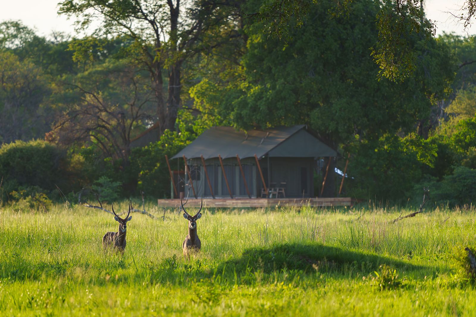 Karangoma en Delta Okavango