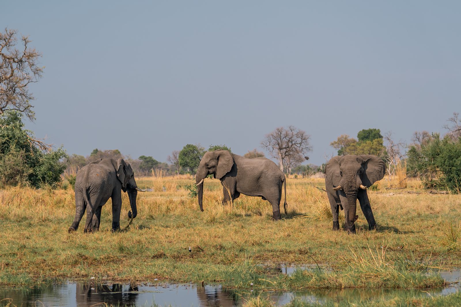 Karangoma en Delta Okavango