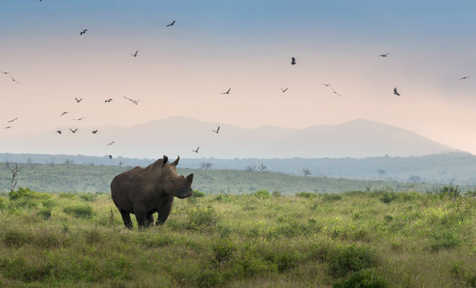 andBeyond Phinda Mountain Lodge | LAT.40