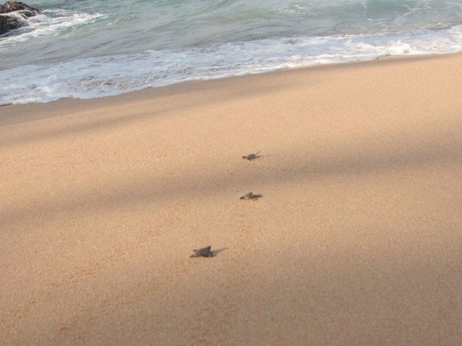 Praia Inhame Eco Lodge en Santo Tome