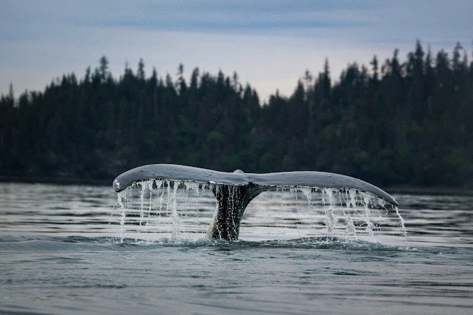Tutka Bay Lodge en Alaska