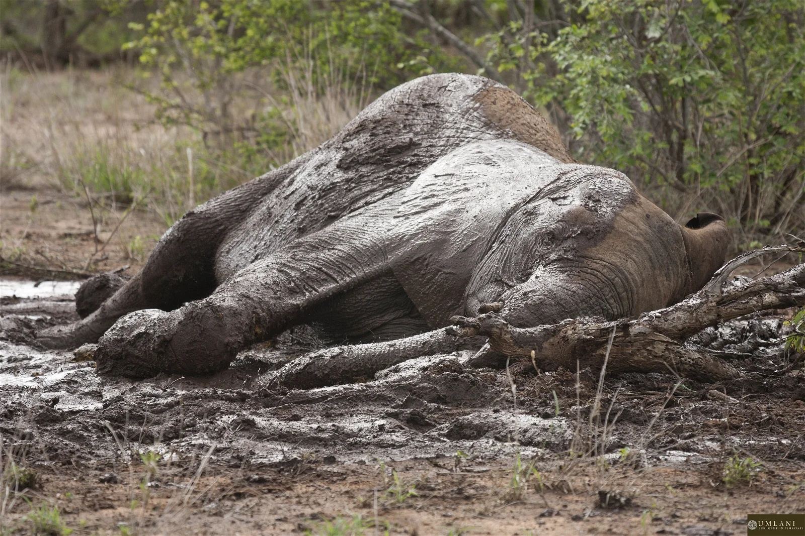 Umlani Bushcamp en Kruger National Park