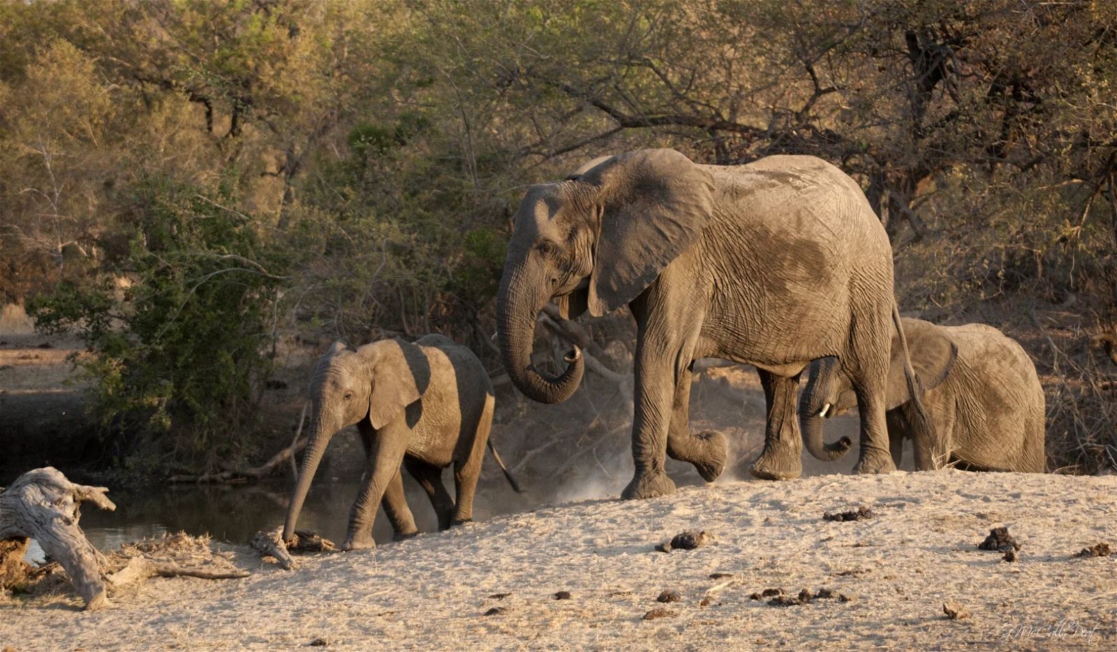 Umlani Bushcamp en Kruger National Park