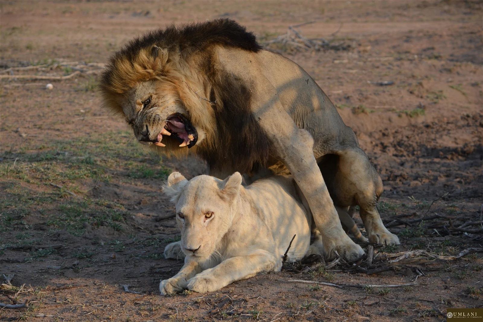 Umlani Bushcamp en Kruger National Park