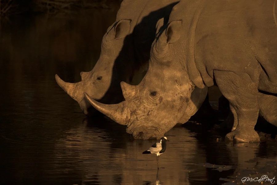 Umlani Bushcamp en Kruger National Park