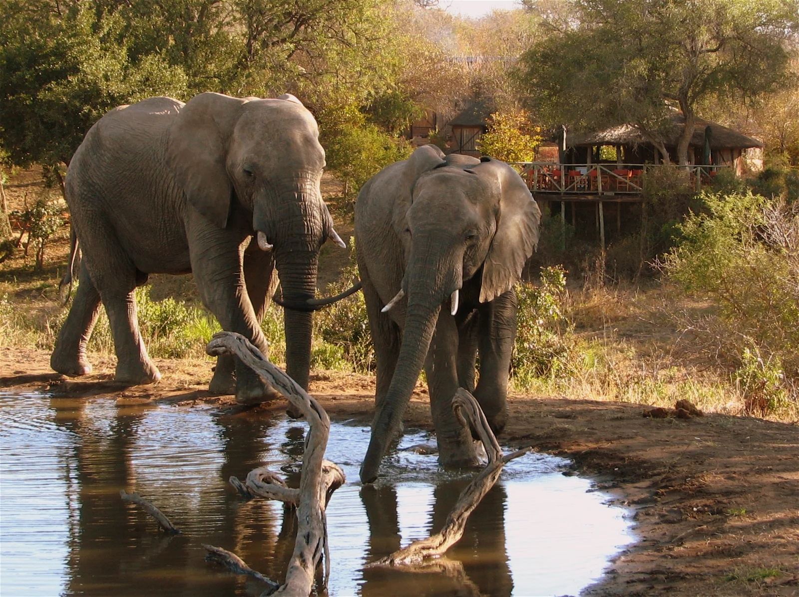 Umlani Bushcamp en Kruger National Park