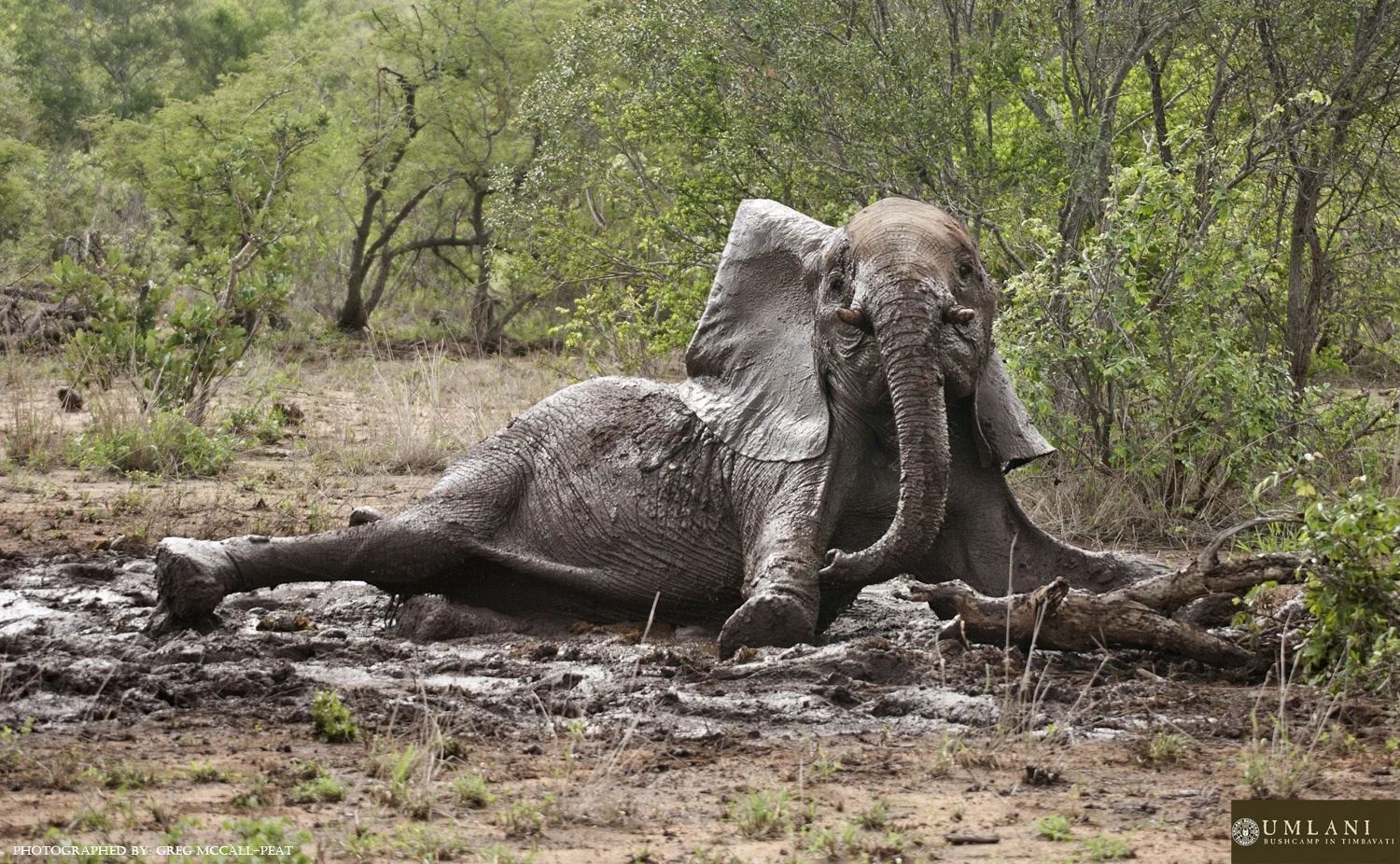 Umlani Bushcamp en Kruger National Park