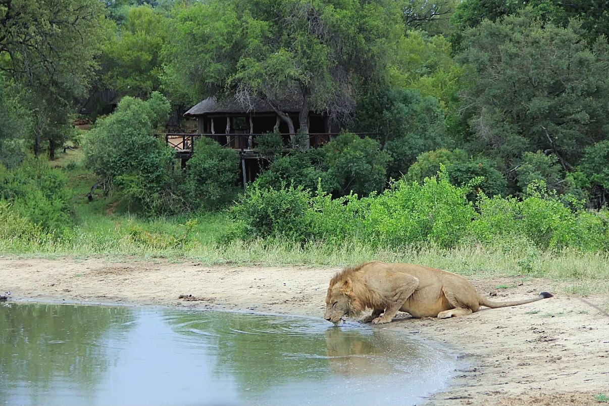Umlani Bushcamp en Kruger National Park