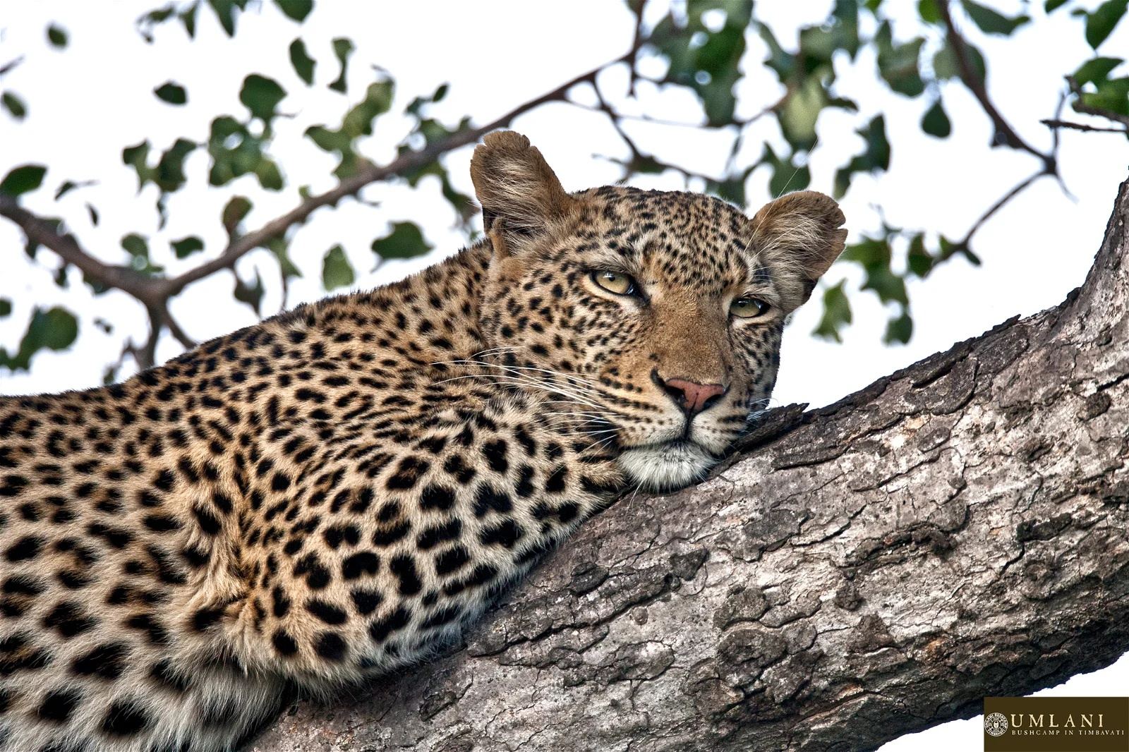 Umlani Bushcamp en Kruger National Park