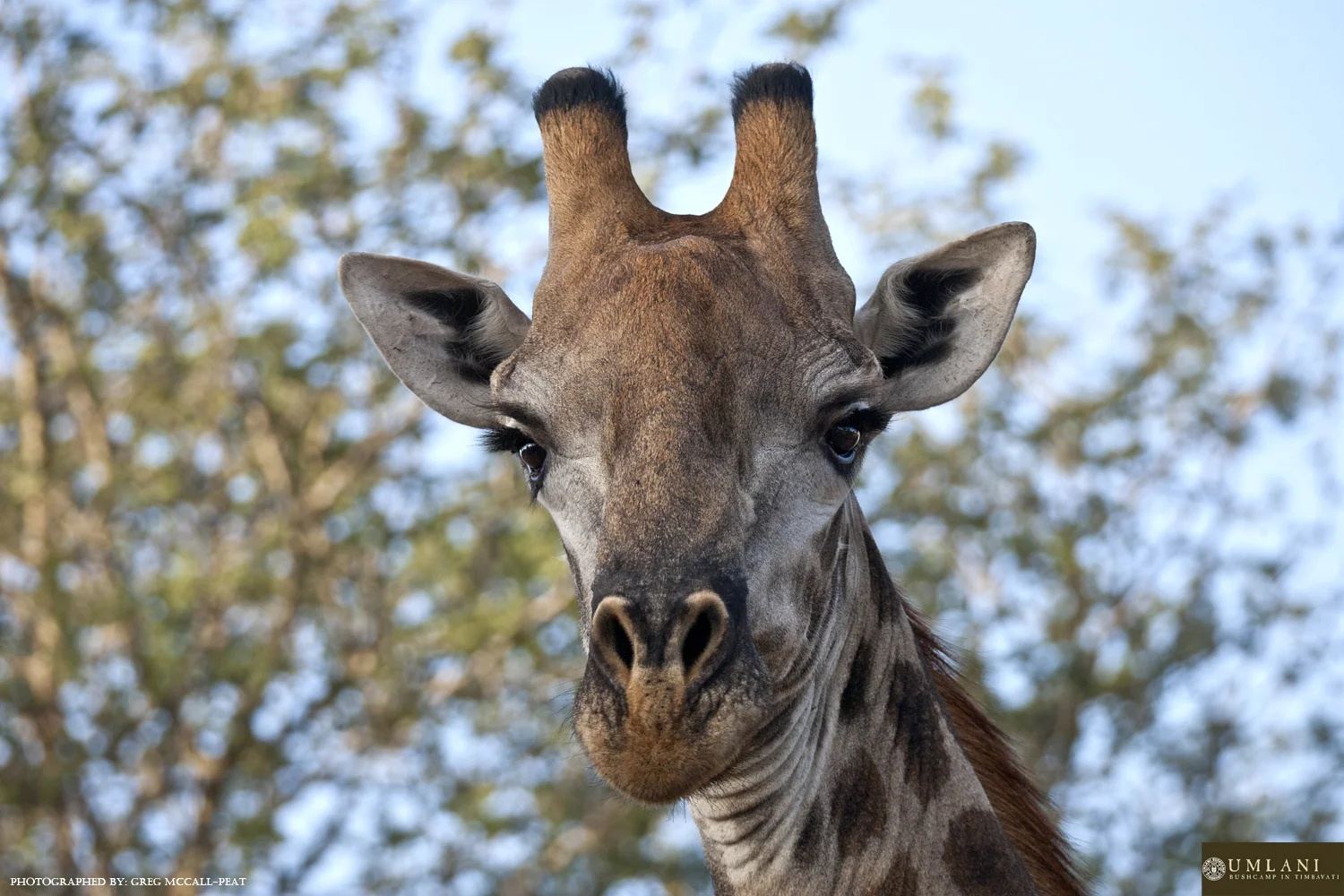 Umlani Bushcamp en Kruger National Park