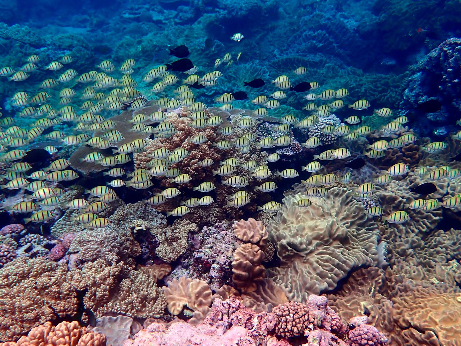 Eratap Beach Resort en Vanuatu