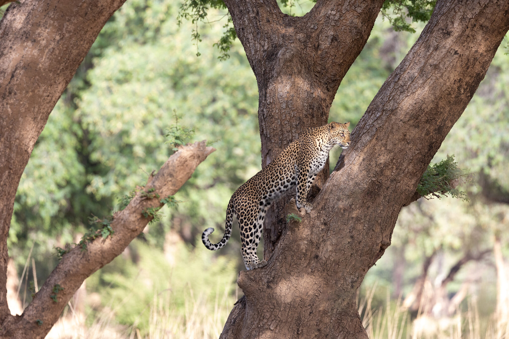 Amanzi zambezi leopard climbing tree