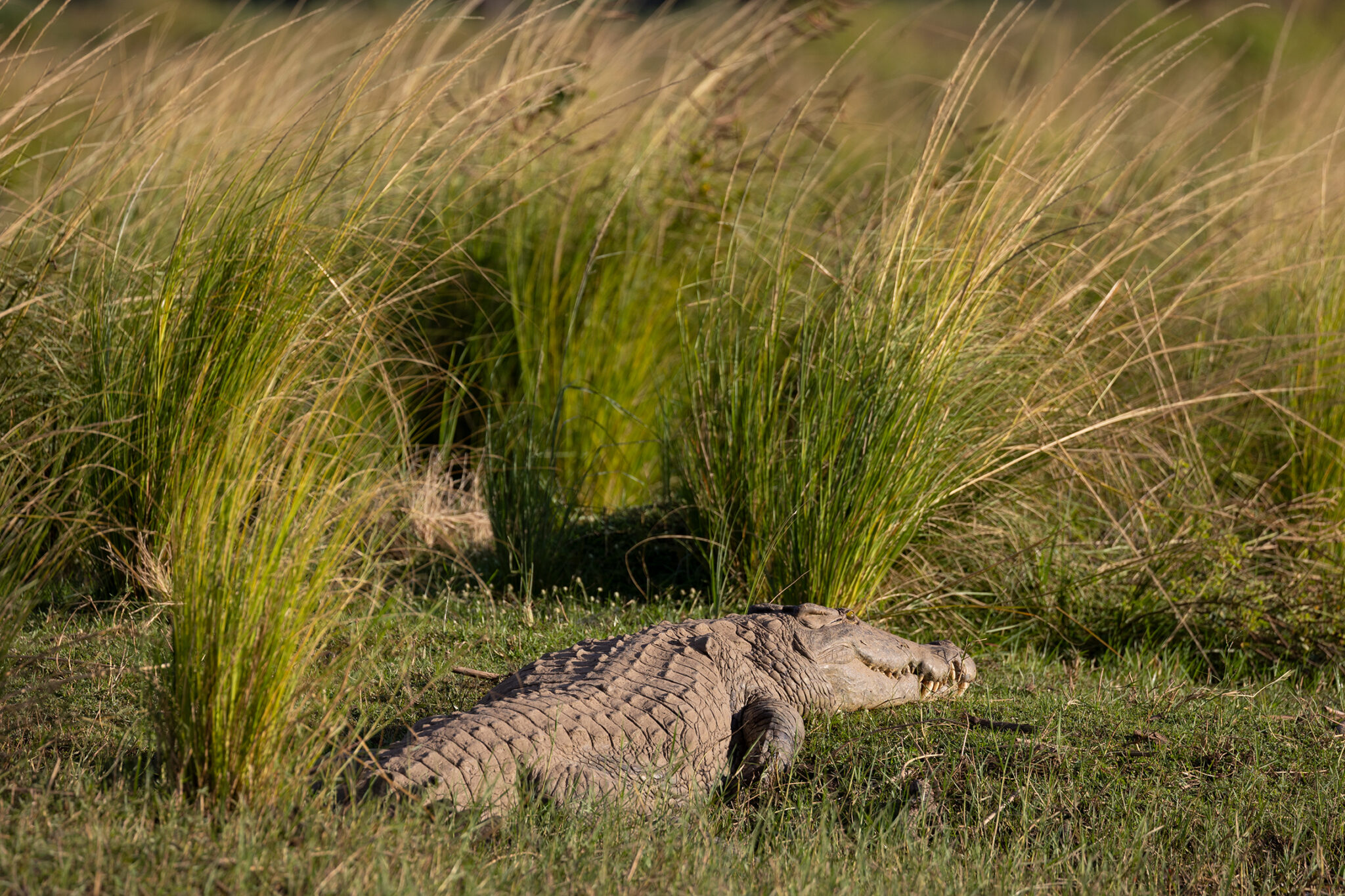Amanzi zambezi big crocodile