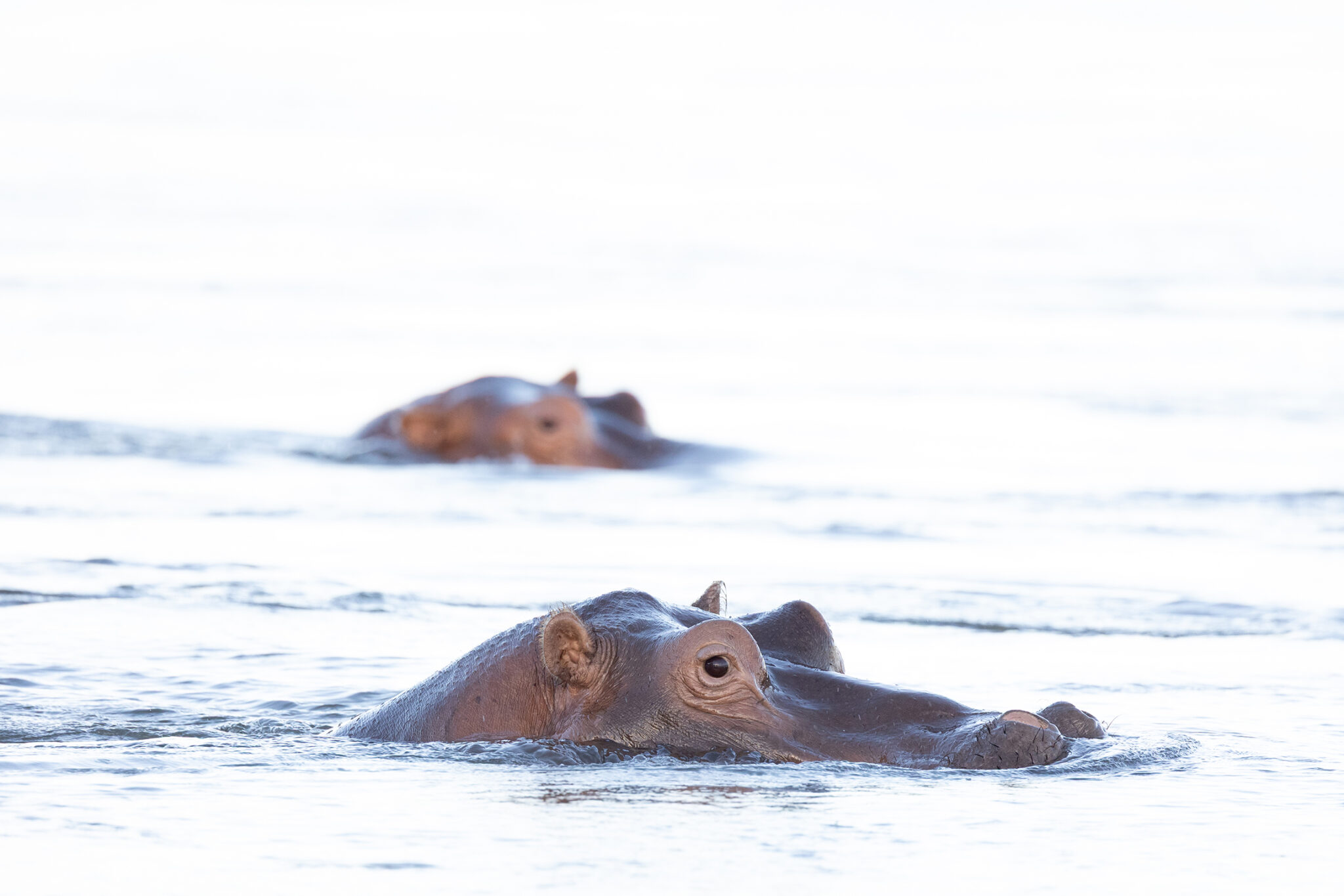 Amanzi zambezi hippos