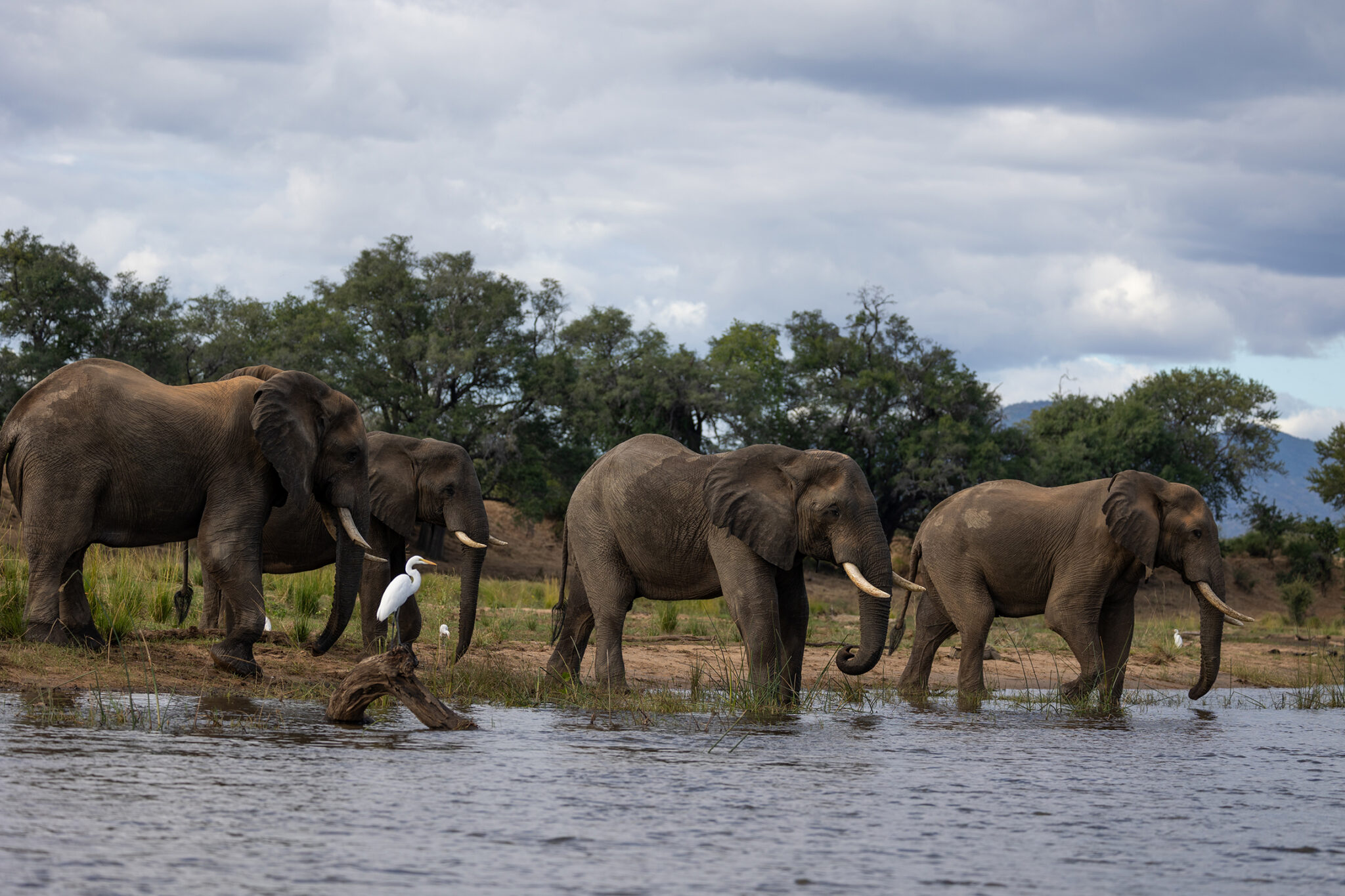 Amanzi zambezi elephant at the river