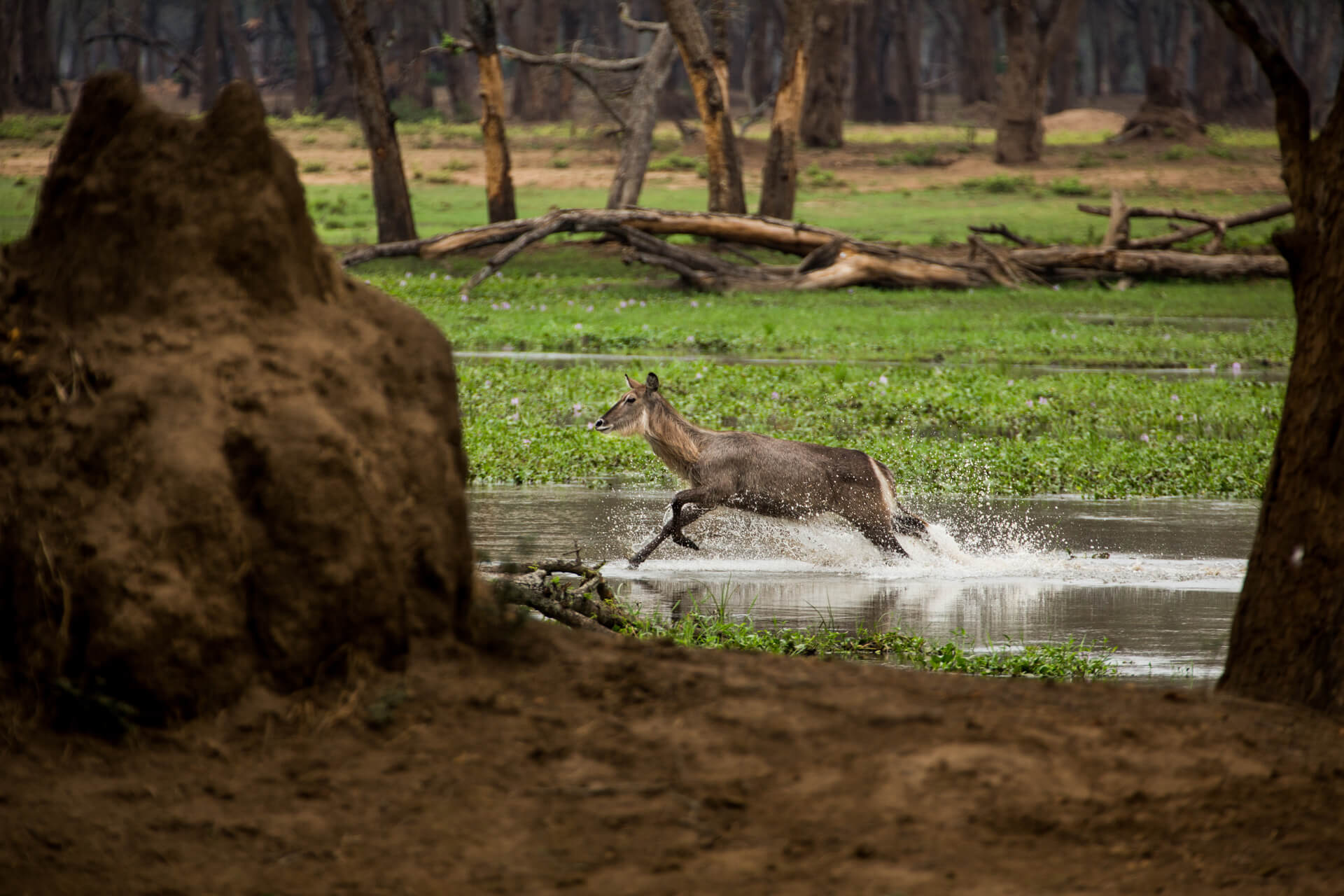 Amanzi zambezi game drive 11