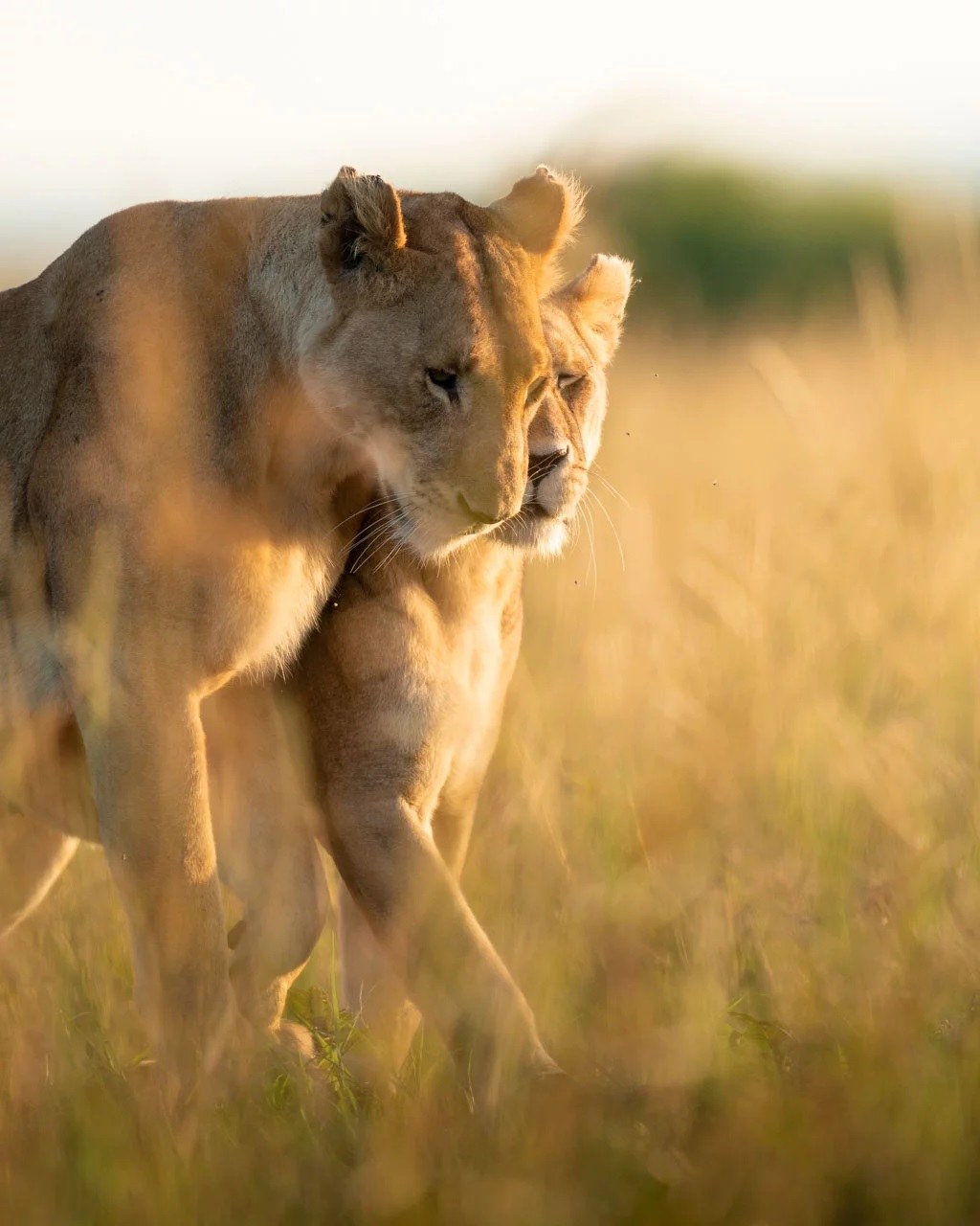 Angama Mara en Masai Mara