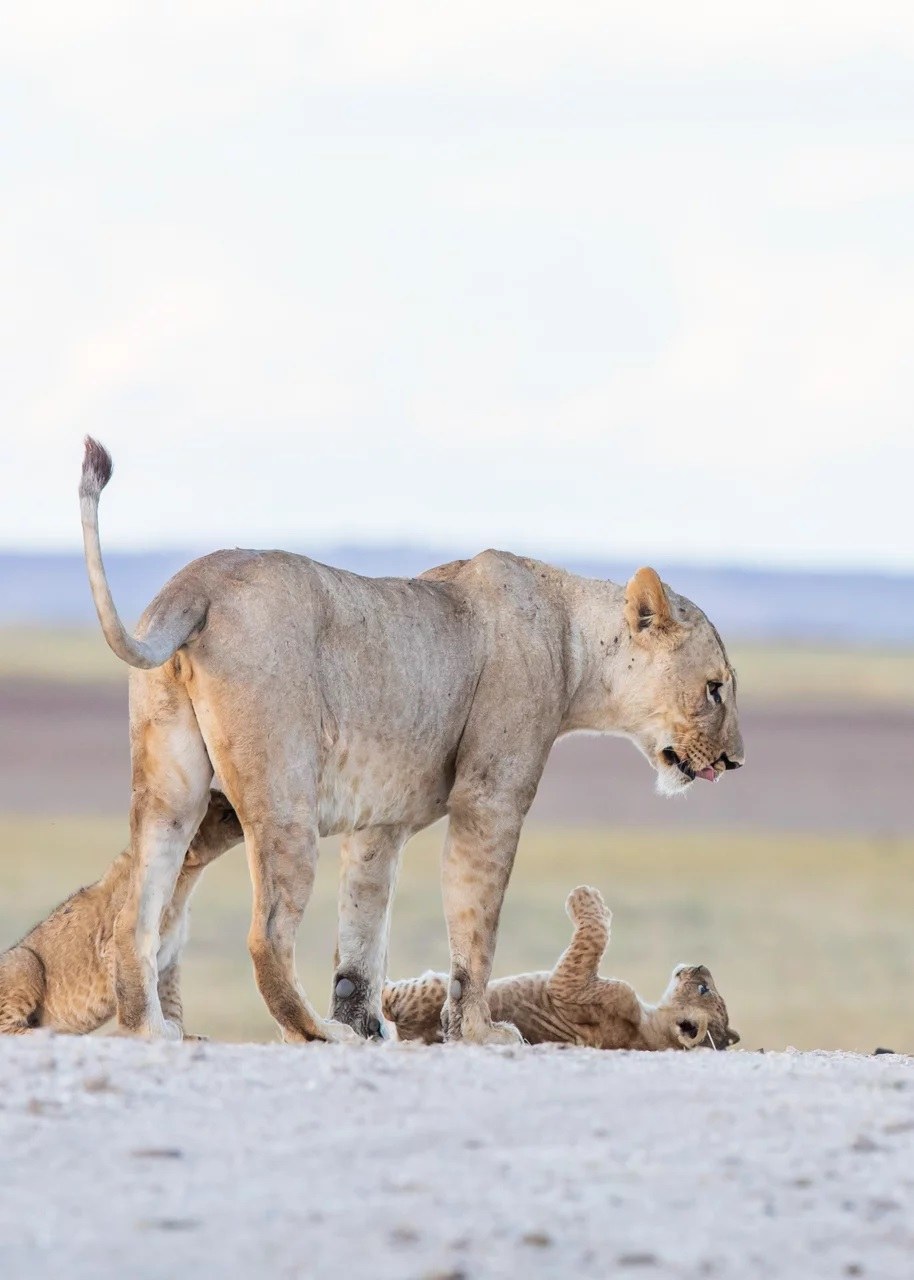 Angama Mara en Masai Mara