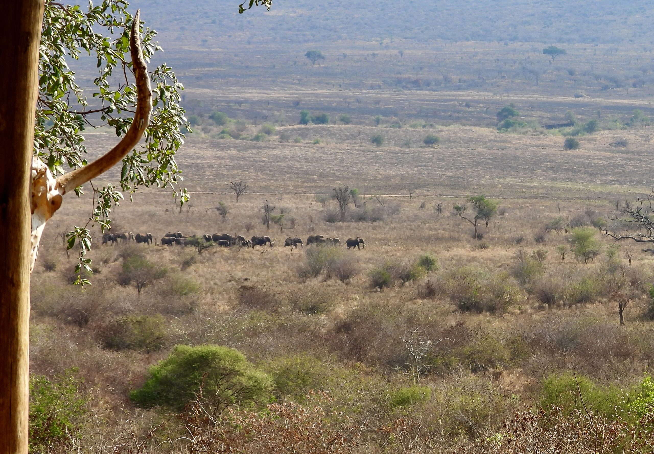 Babu's Camp en Mkomazi National Park