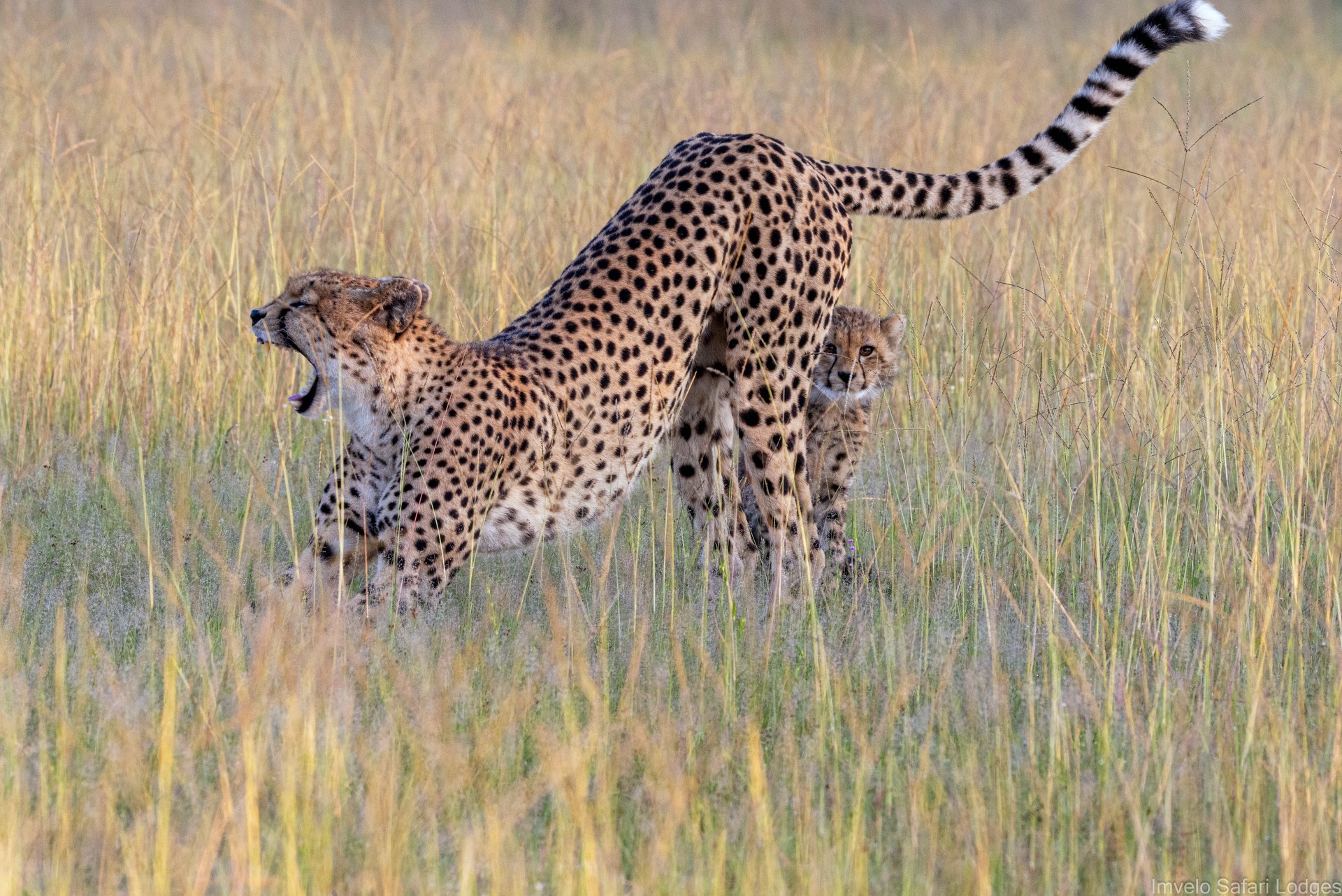 Bomani Tented Lodge en Hwange