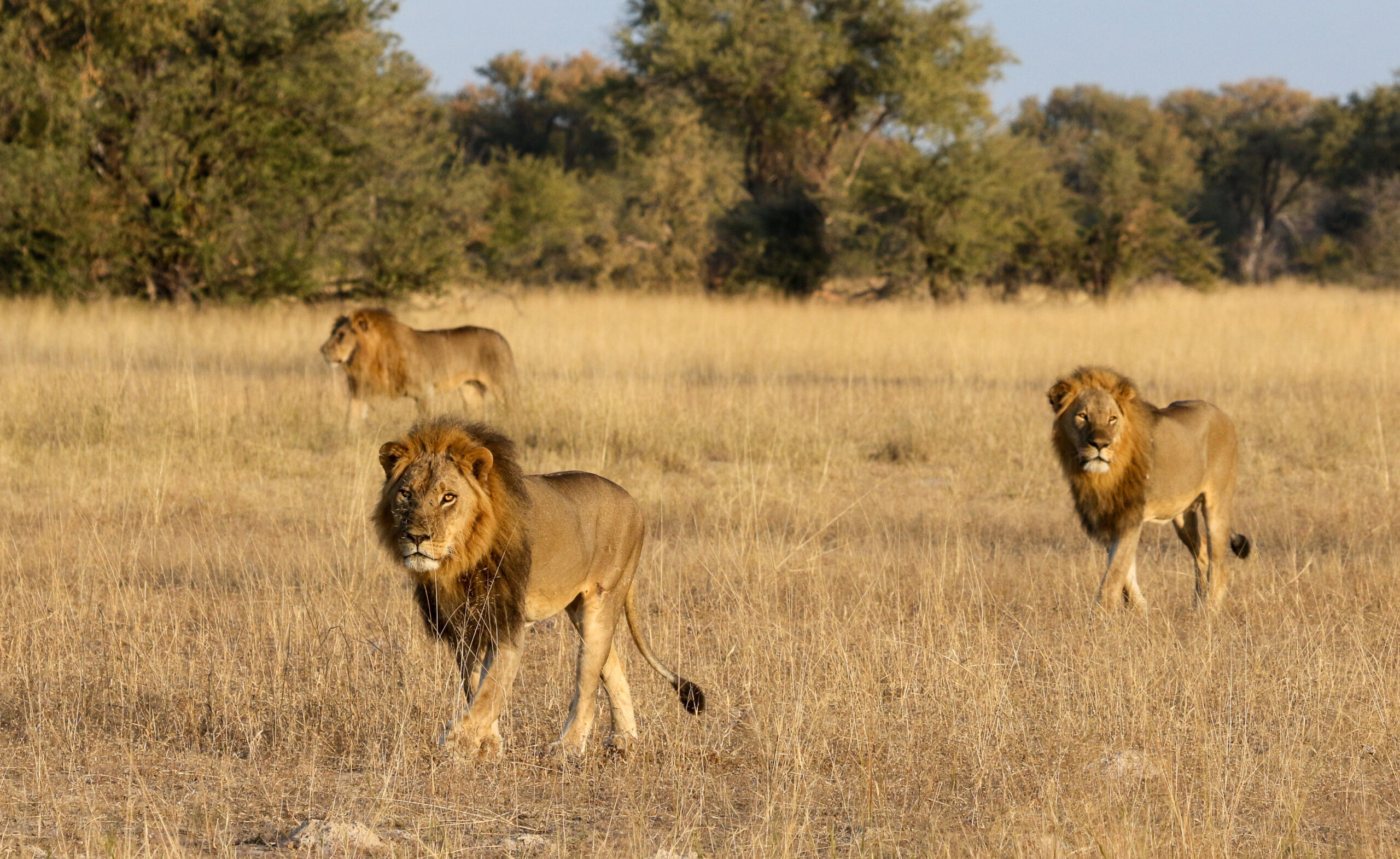 Bomani Tented Lodge en Hwange