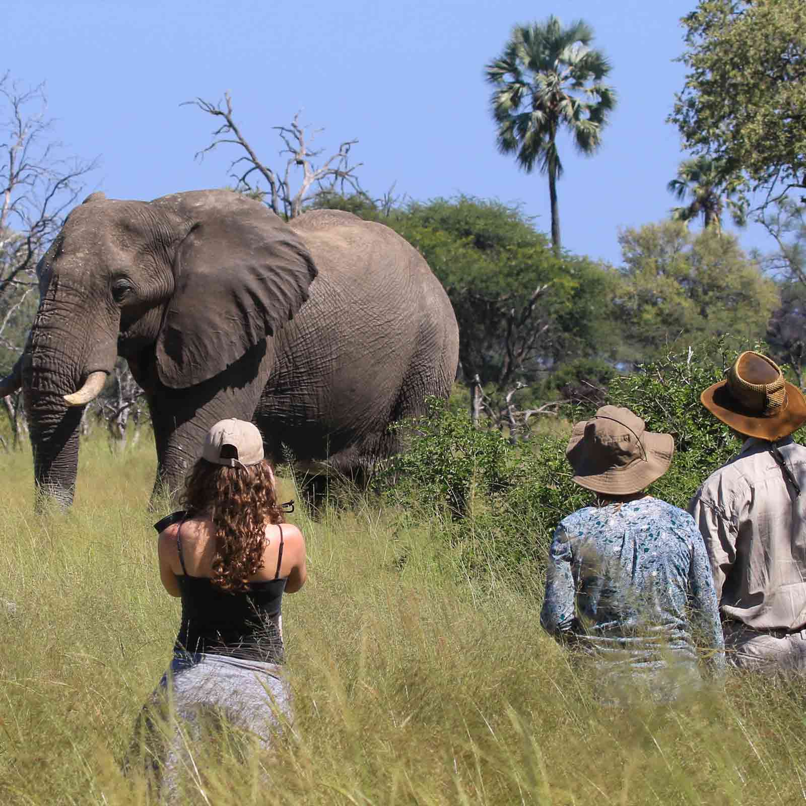 Bomani Tented Lodge en Hwange