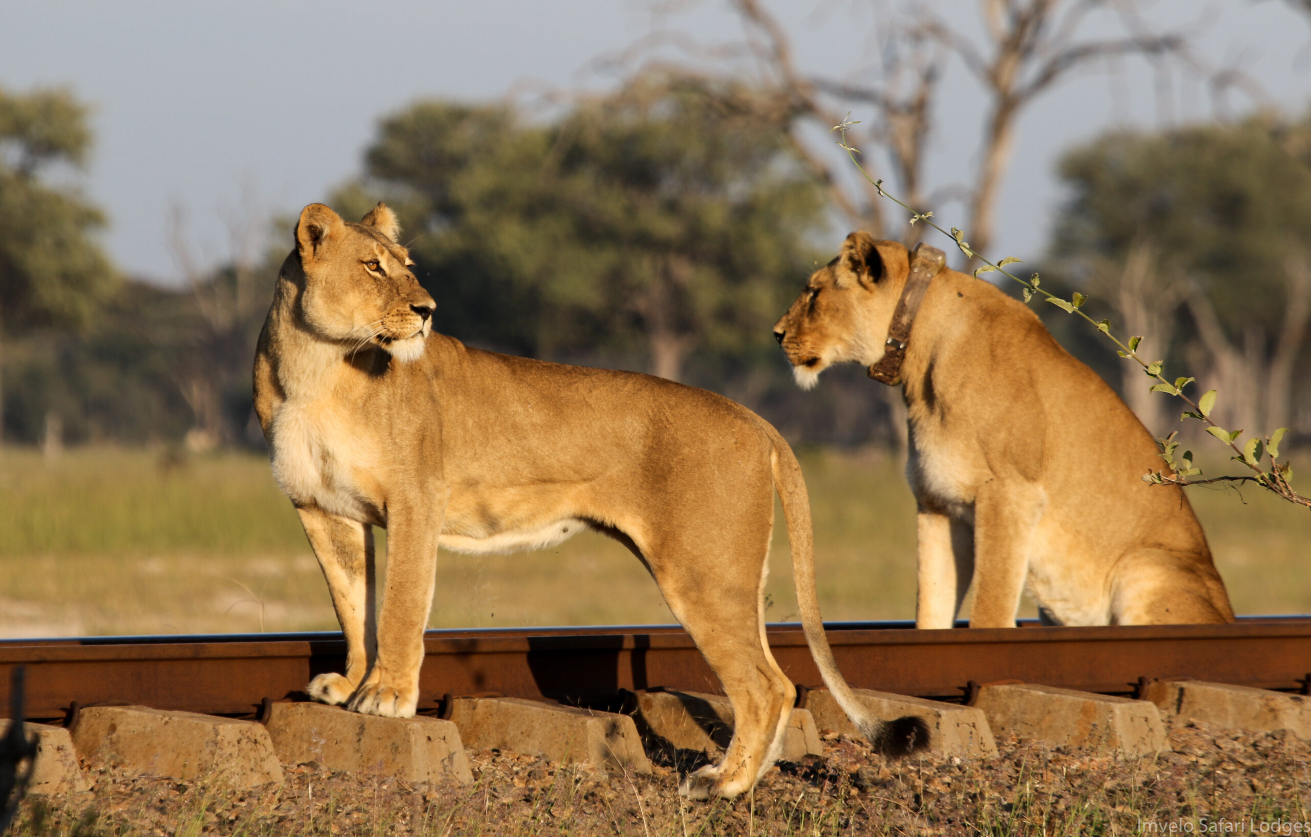 Bomani Tented Lodge en Hwange