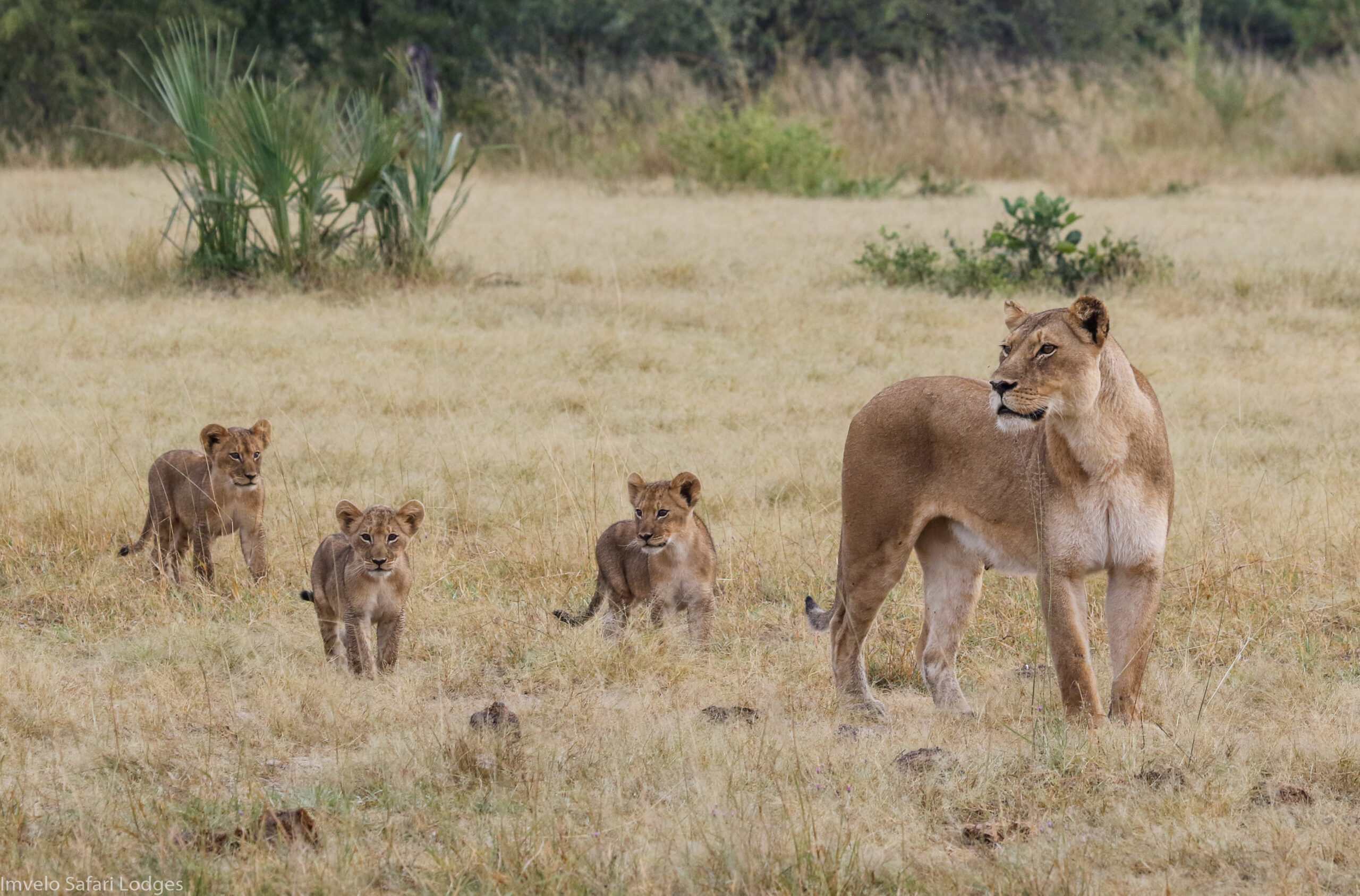 Bomani Tented Lodge en Hwange