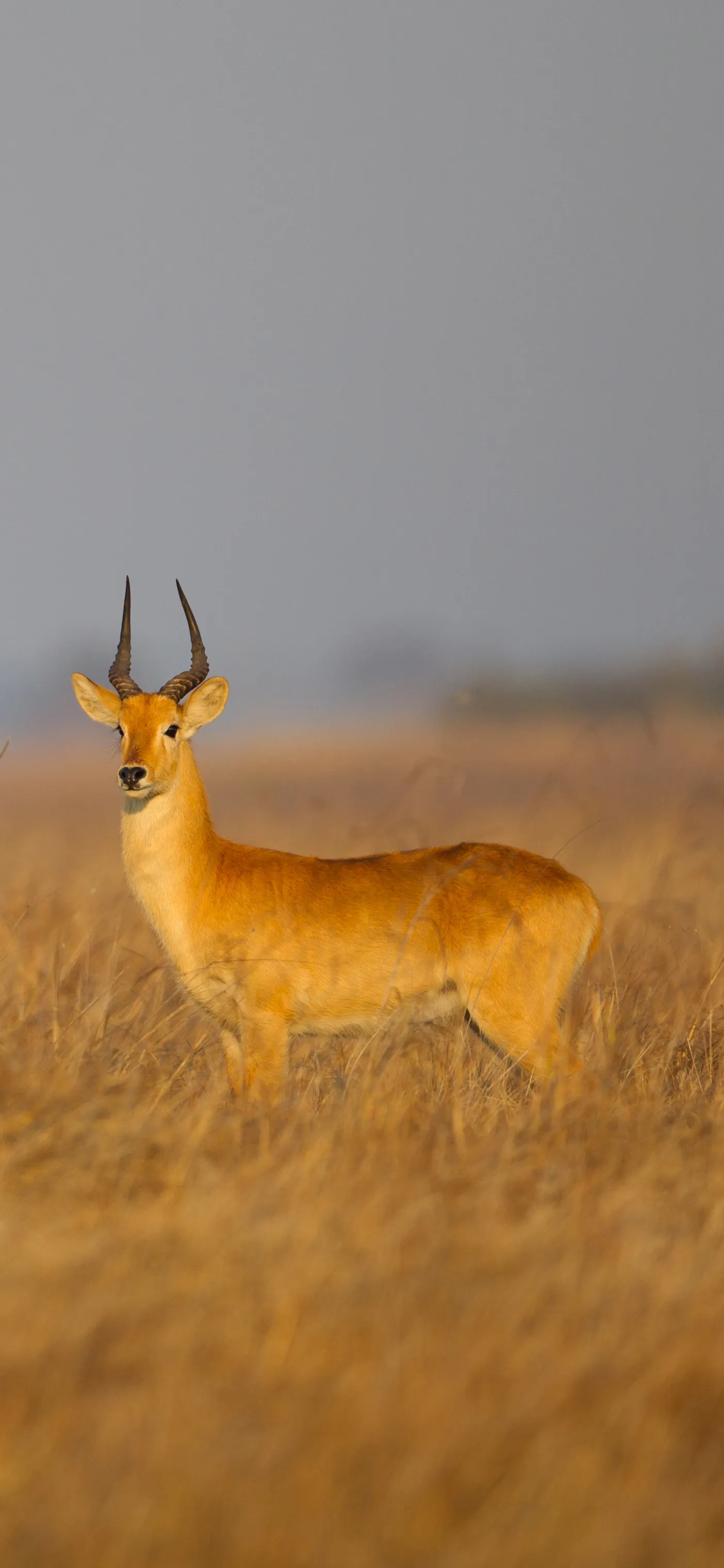 Busanga Bush Camp en Busanga Plains