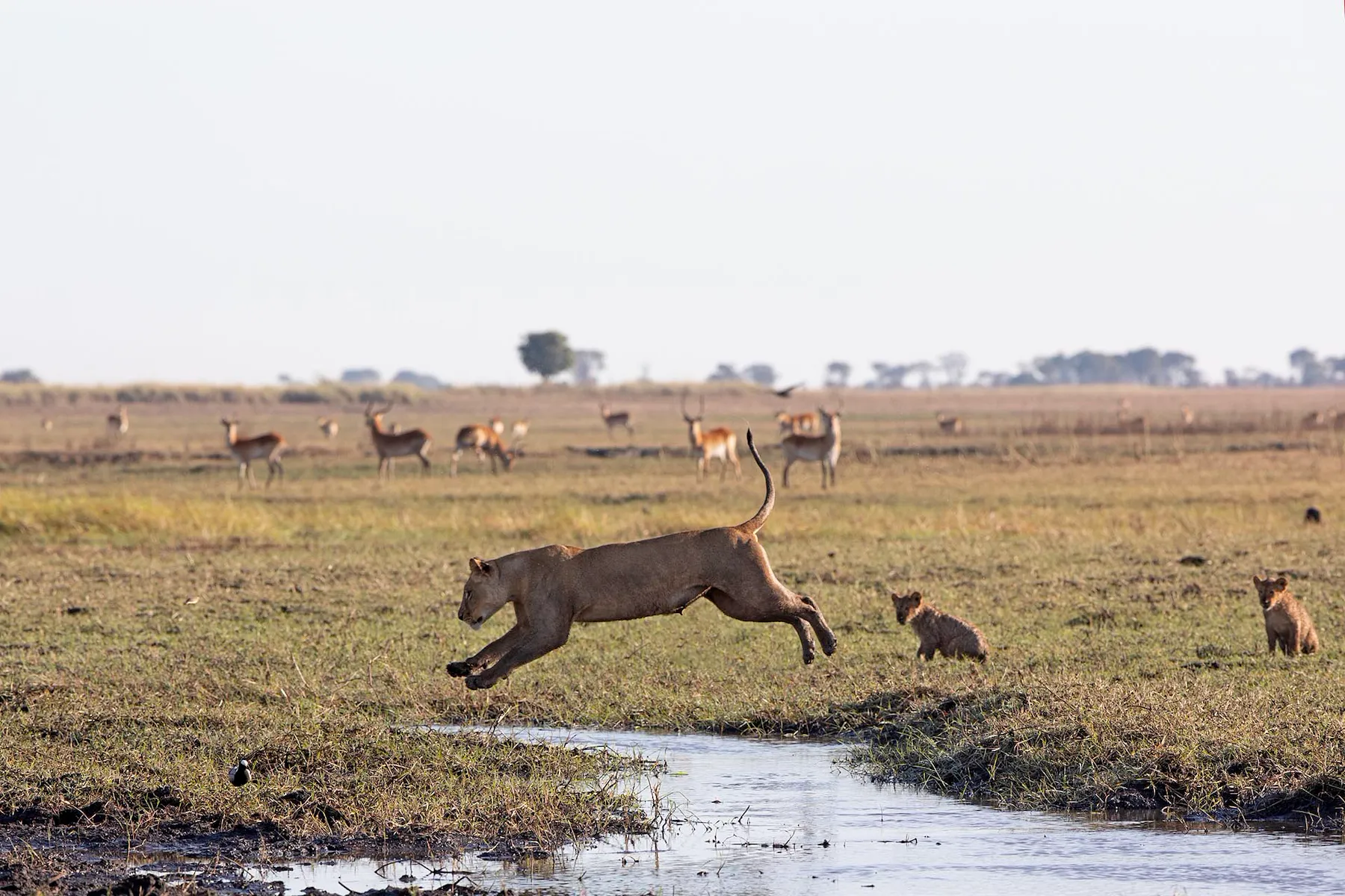 Busanga Bush Camp en Busanga Plains