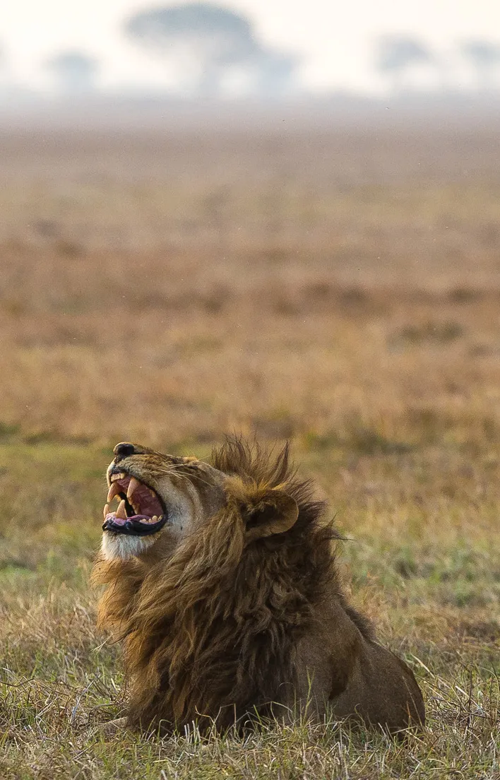 Busanga Bush Camp en Busanga Plains