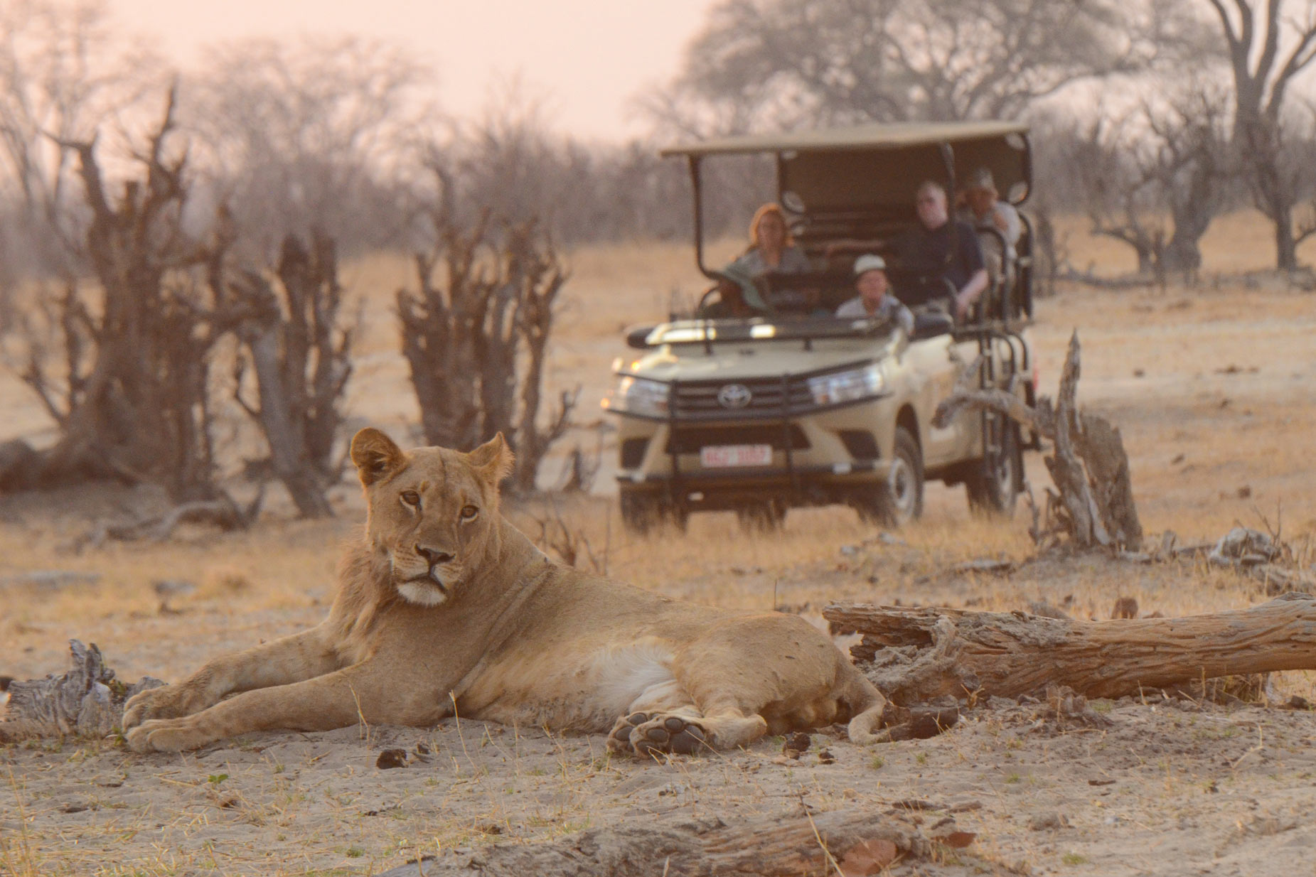 Camp Hwange en Hwange