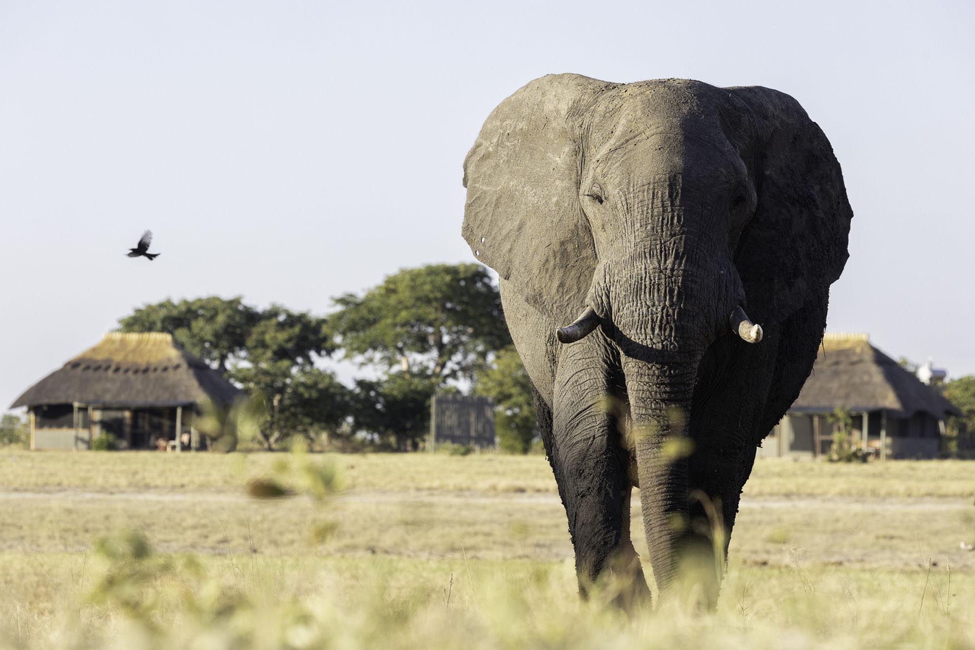 Camp Hwange en Hwange