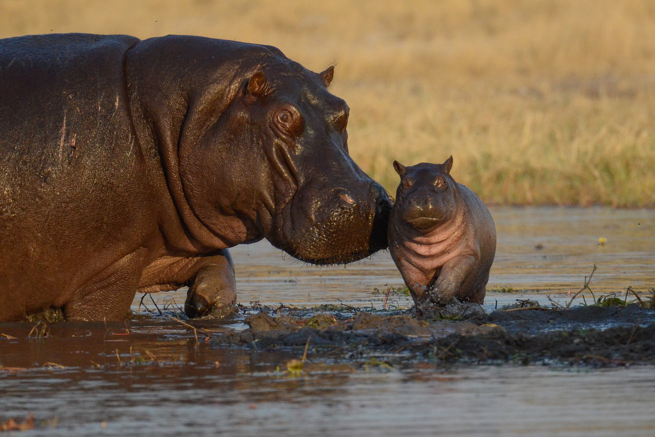 Camp Hwange en Hwange