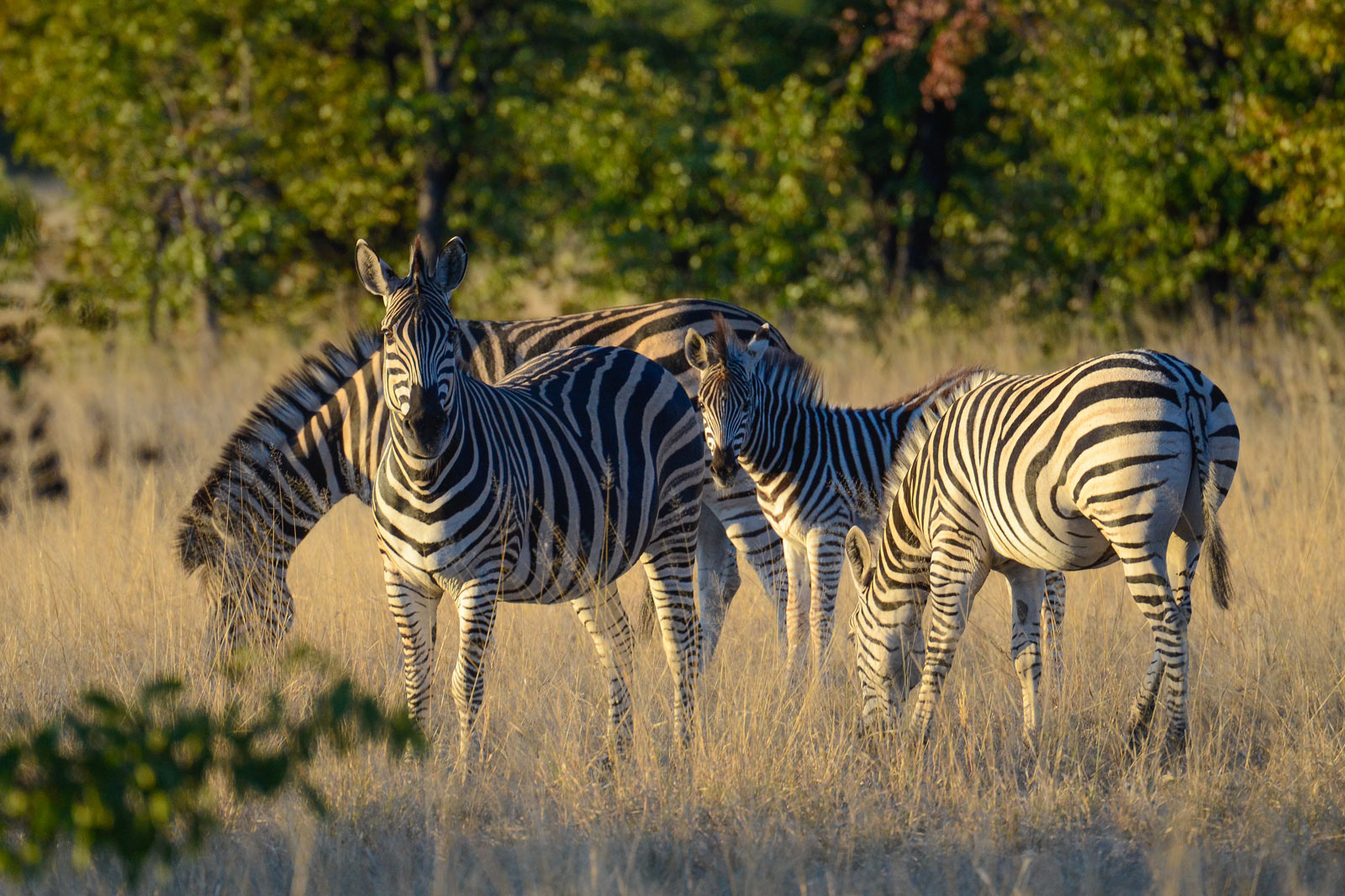 Camp Hwange en Hwange